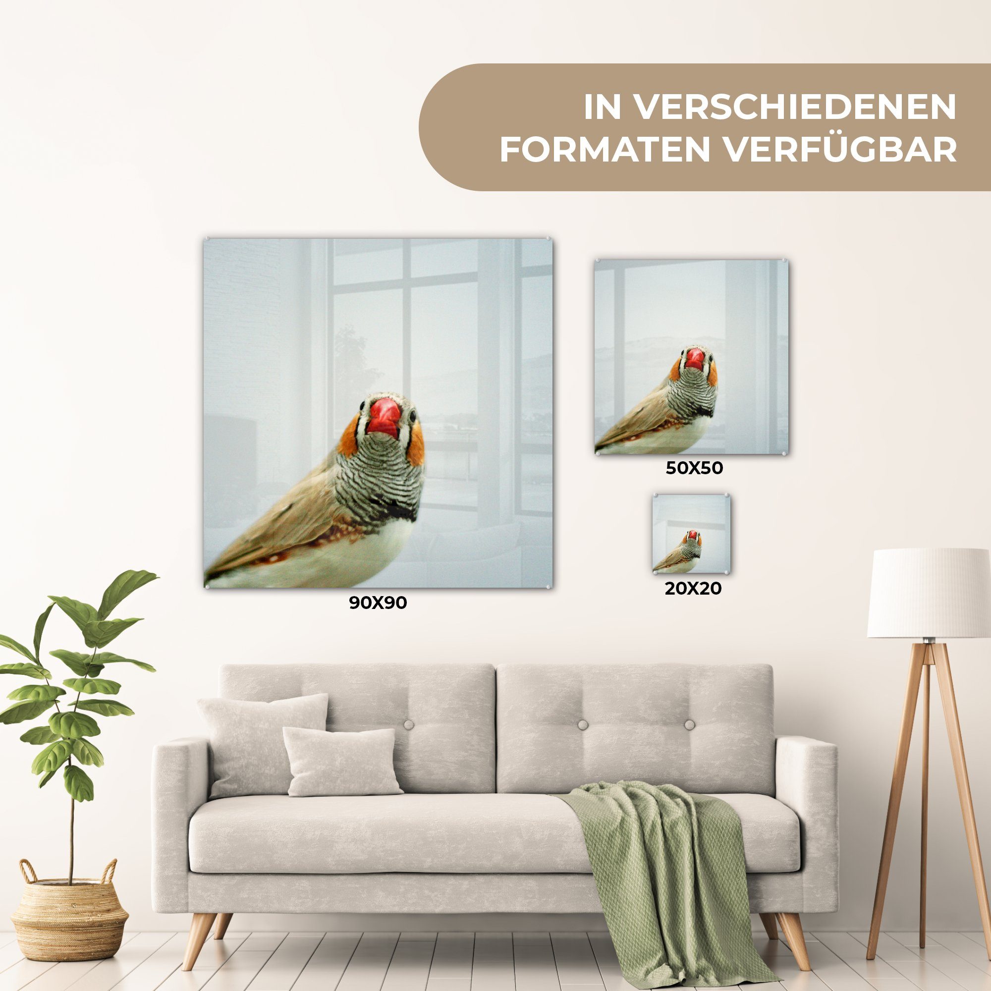 MuchoWow Acrylglasbild Ein - Wandbild Wanddekoration auf weißem Glas Glasbilder Zebrafink Bilder St), Hintergrund, auf (1 auf Glas - Foto 