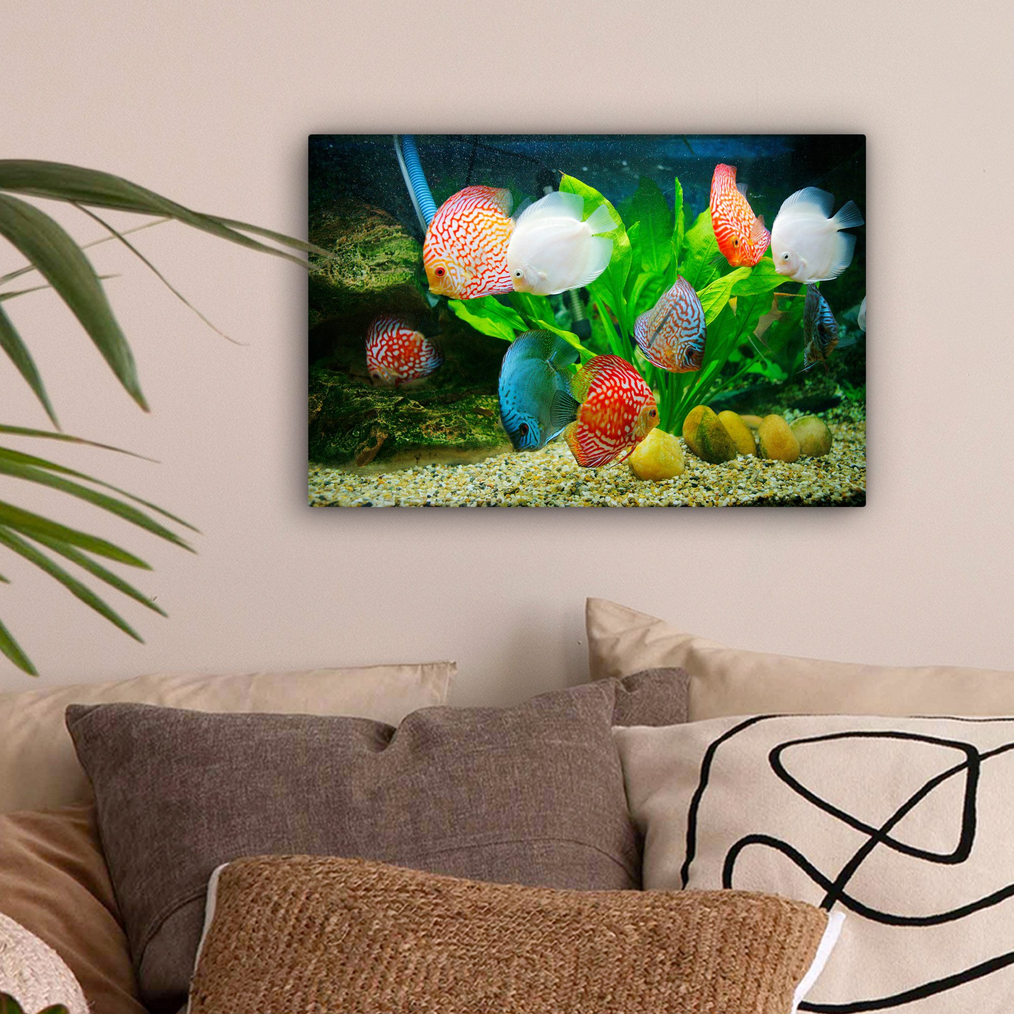 OneMillionCanvasses® Leinwandbild Fische in einem Aquarium, günstig online kaufen