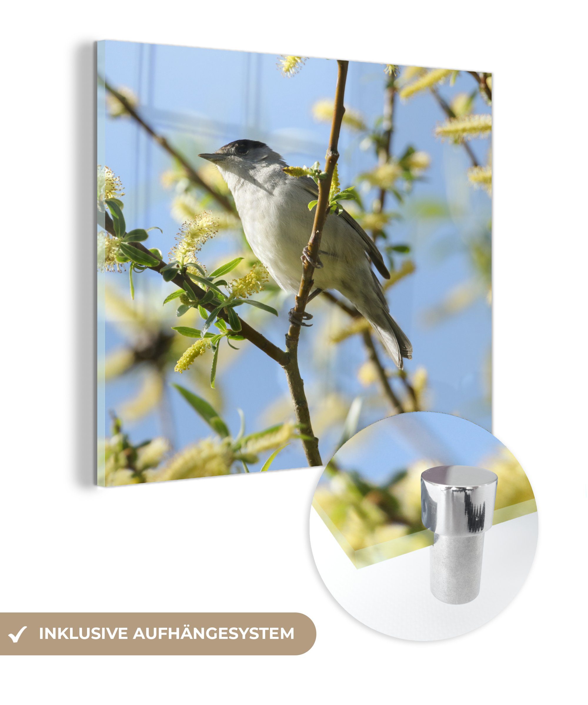 MuchoWow Acrylglasbild Vogel im Baum, (1 St), Glasbilder - Bilder auf Glas Wandbild - Foto auf Glas - Wanddekoration