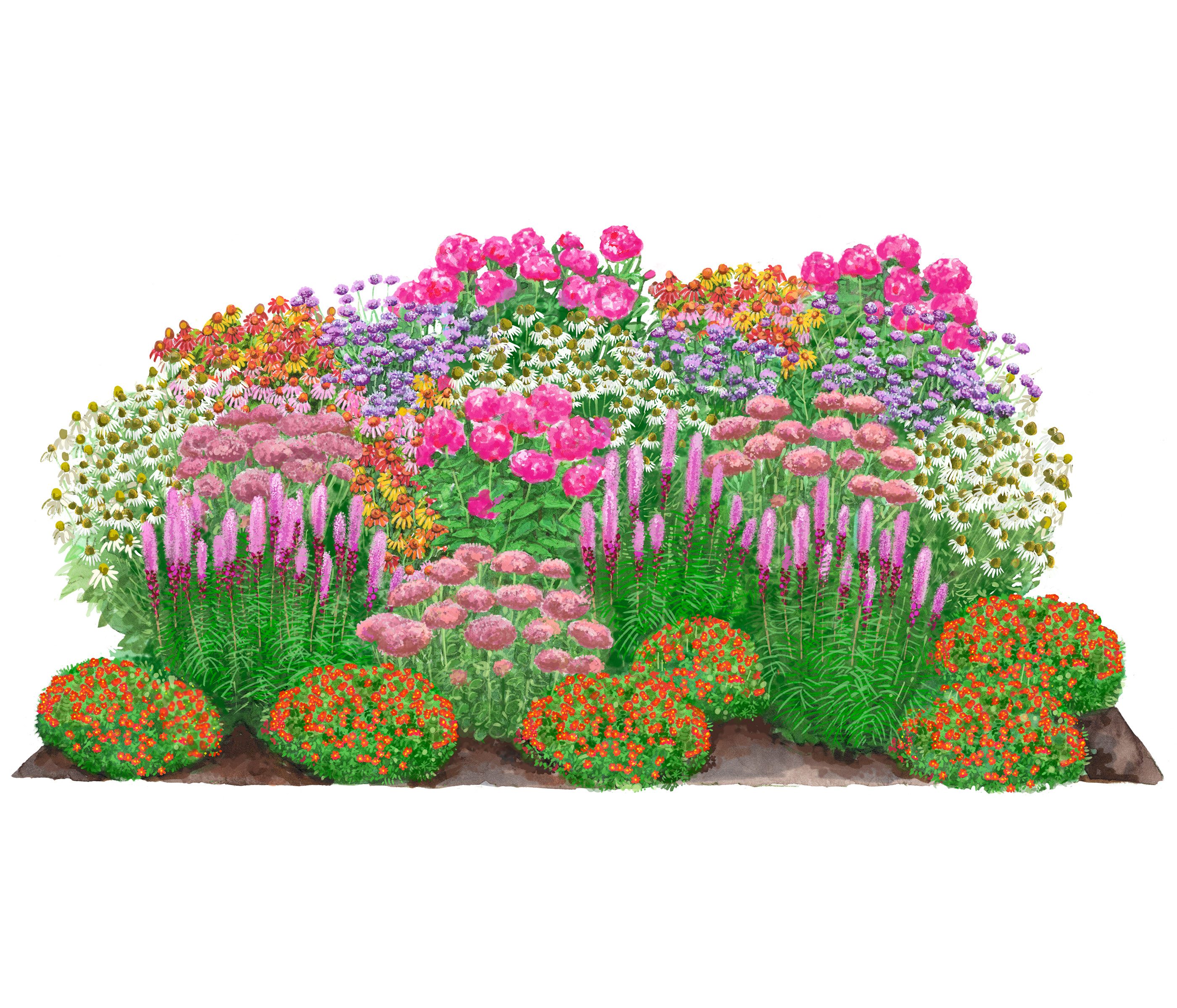 Dehner Staude Bio Stauden-Set Blütenkollektion, je 5-20 cm exkl. Pflanztopf, exklusive Landlust Kollektion mit 24 Pflanzen für sonnige Standorte