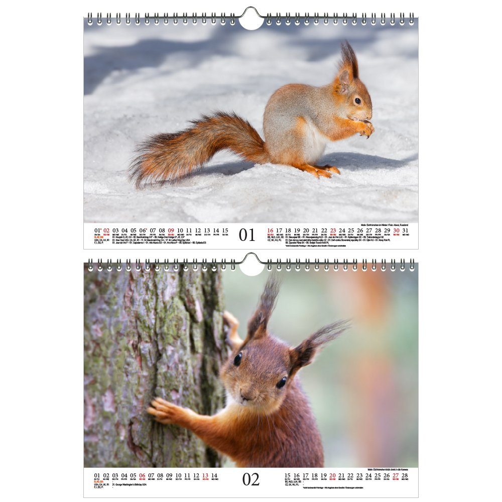 Seelenzauber Eichhörnchenzauber DIN A4 Kalender für 2021 Eichhörnchen 
