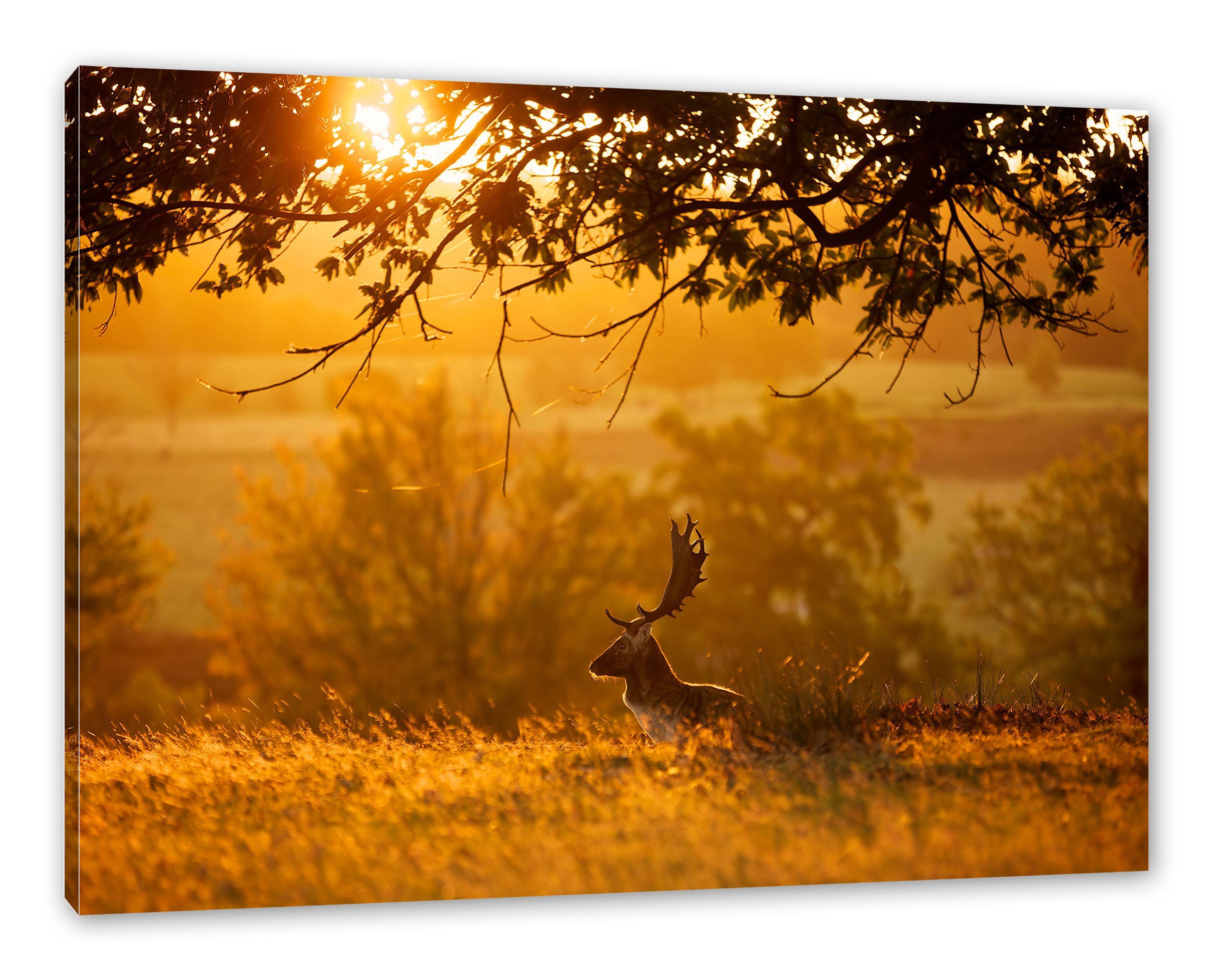 Pixxprint Leinwandbild Damhirschbock Herbstmorgen, Damhirschbock inkl. Herbstmorgen (1 St), fertig bespannt, Leinwandbild Zackenaufhänger