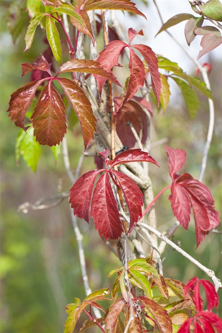 Pflanzen für Dich Kletterpflanze Parthenocissus quin. 'Engelmannii', 1 St., Wilder Wein, Jungfernrebe, Fünfblättrige Jungfernrebe, rote Herbstfärbung, kletternd