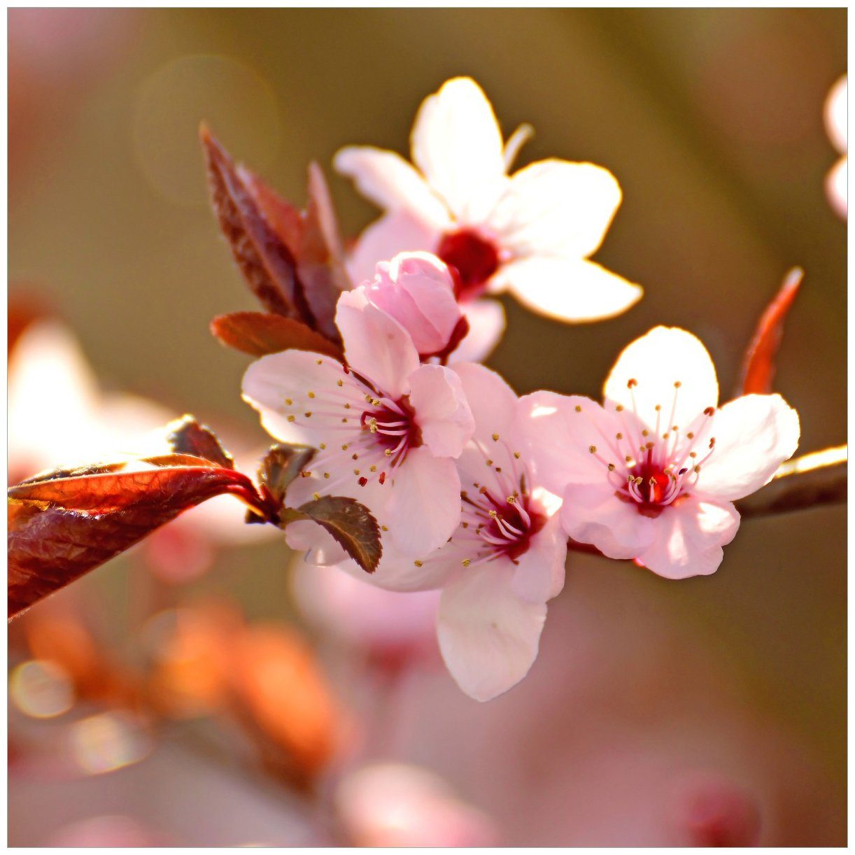 Wallario Tischplatte Frühlingsgefühle II - Kirschblüten in Nahaufnahme (1 St), für Ikea Lack Tisch geeignet