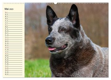 CALVENDO Wandkalender Power auf 4 Pfoten. Australian Cattle Dog (Premium, hochwertiger DIN A2 Wandkalender 2023, Kunstdruck in Hochglanz)
