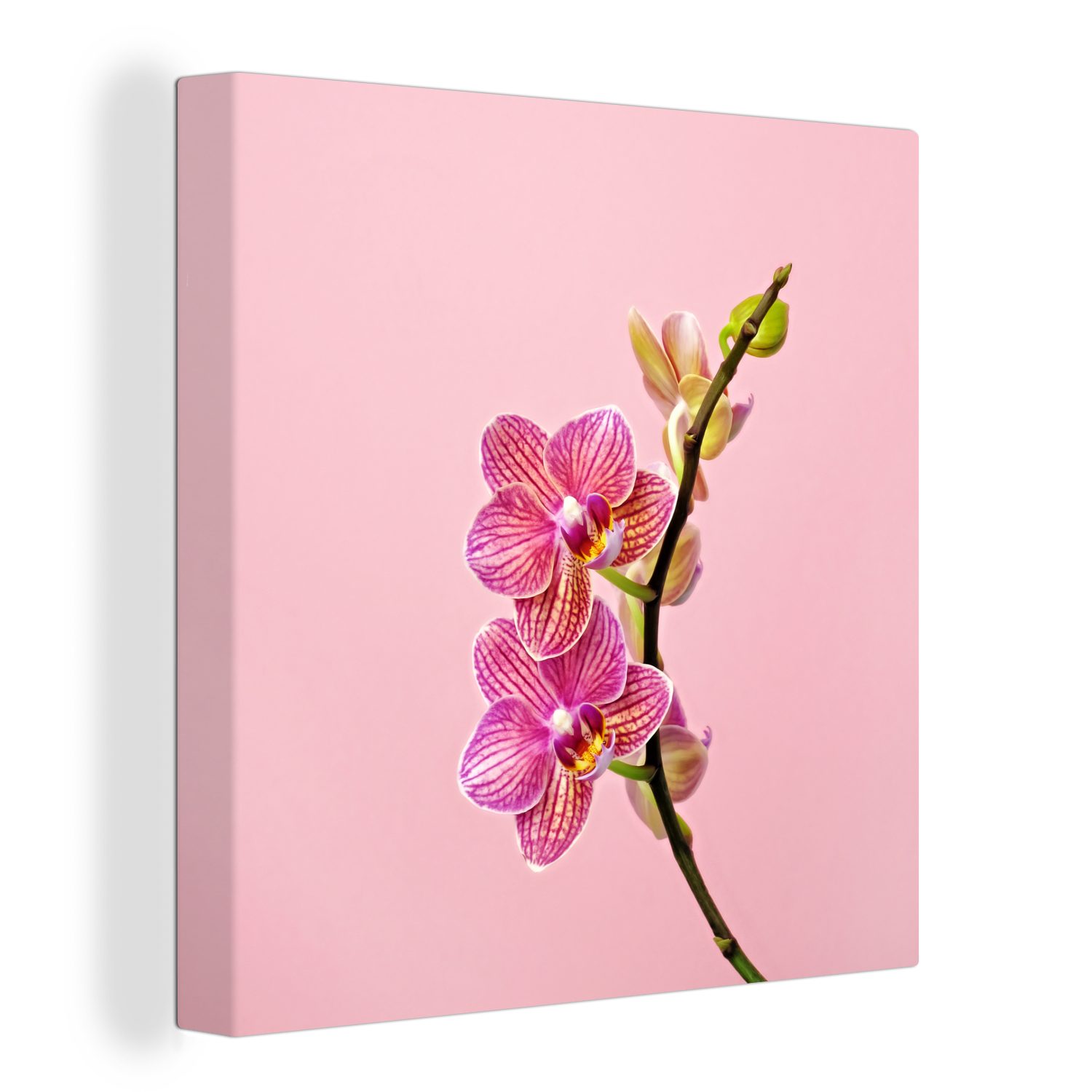 OneMillionCanvasses® Leinwandbild Rosa Orchideen vor einem rosa Hintergrund, (1 St), Leinwand Bilder für Wohnzimmer Schlafzimmer