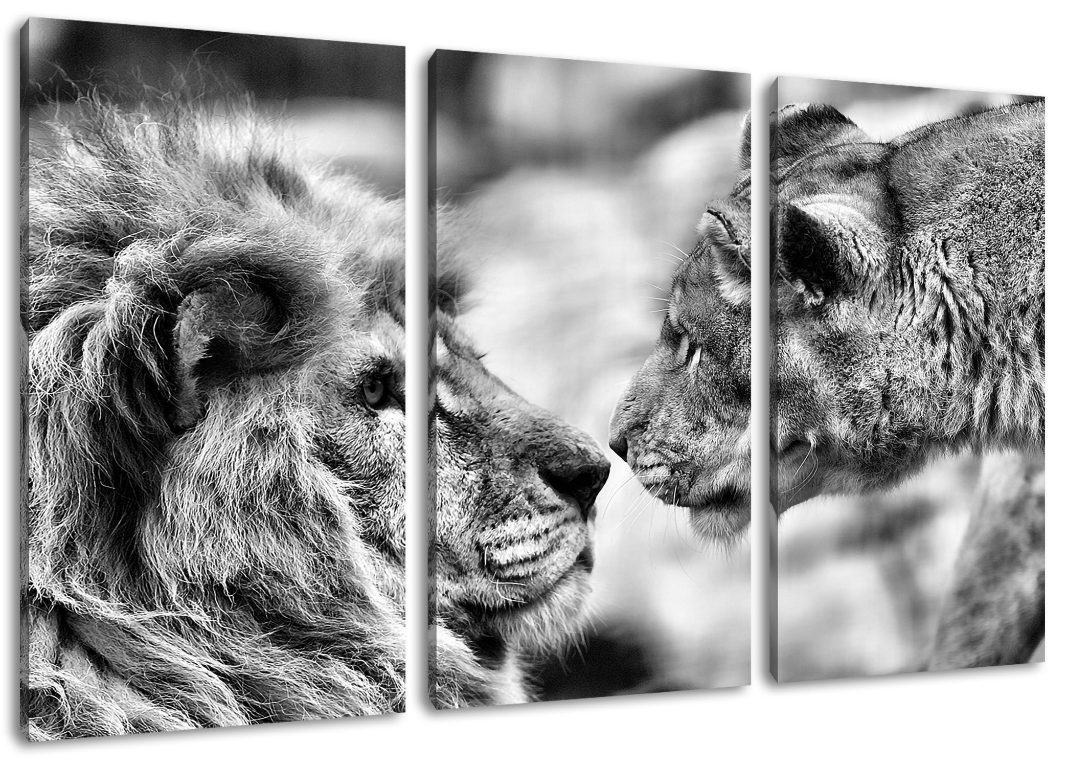 heute beliebt Pixxprint Leinwandbild (120x80cm) Zackenaufhänger Löwenpaar fertig inkl. Löwenpaar, Verliebtes St), Verliebtes bespannt, Leinwandbild 3Teiler (1
