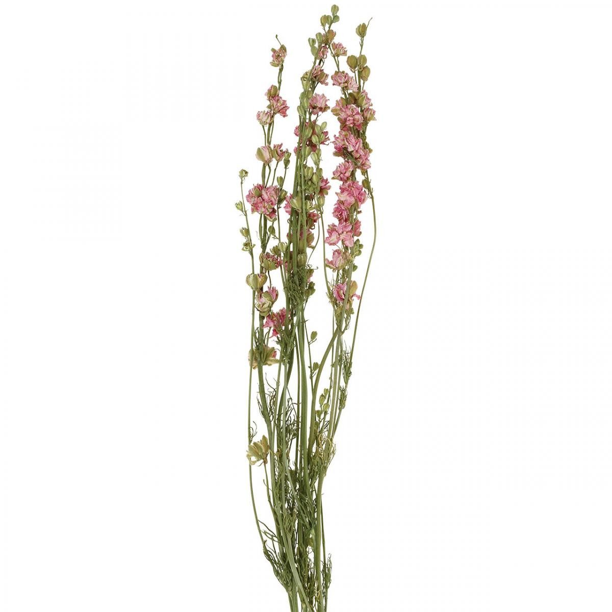 Trockenblume Trockenblume (künstlich) Rittersporn Delphinium Rosa, Deko Blumen
