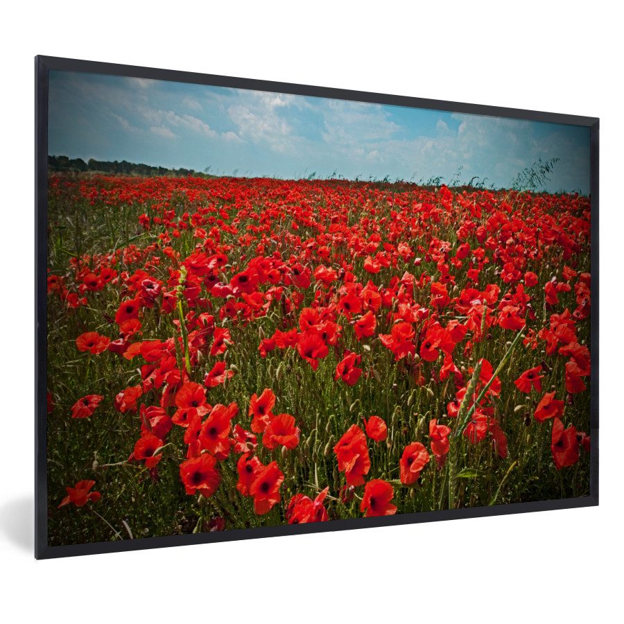 Poster Eine Wiese voller Mohnblumen