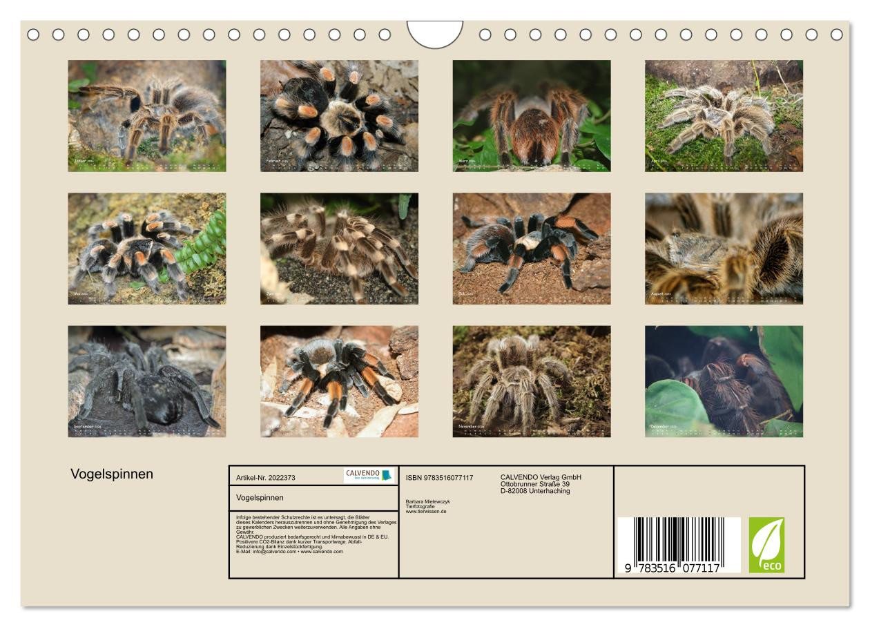 Thumbnail - CALVENDO Wandkalender Vogelspinnen (Wandkalender 2026 DIN A4 quer), CALVENDO Monatskalender
