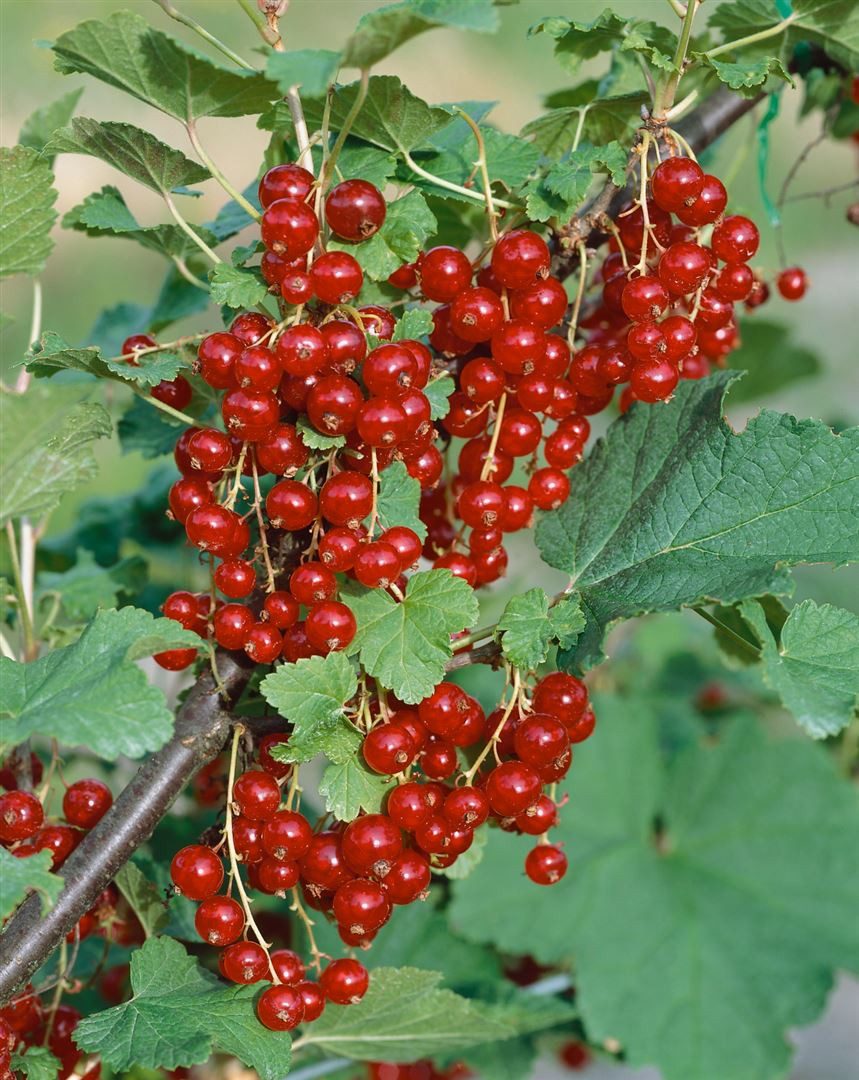 Pflanzen für Dich Obstpflanze Ribes rubrum ‚Jonkheer van Tets‘, 1 St., Rote Johannisbeere, Johannisbeerstrauch, frühreifend, rote Beeren