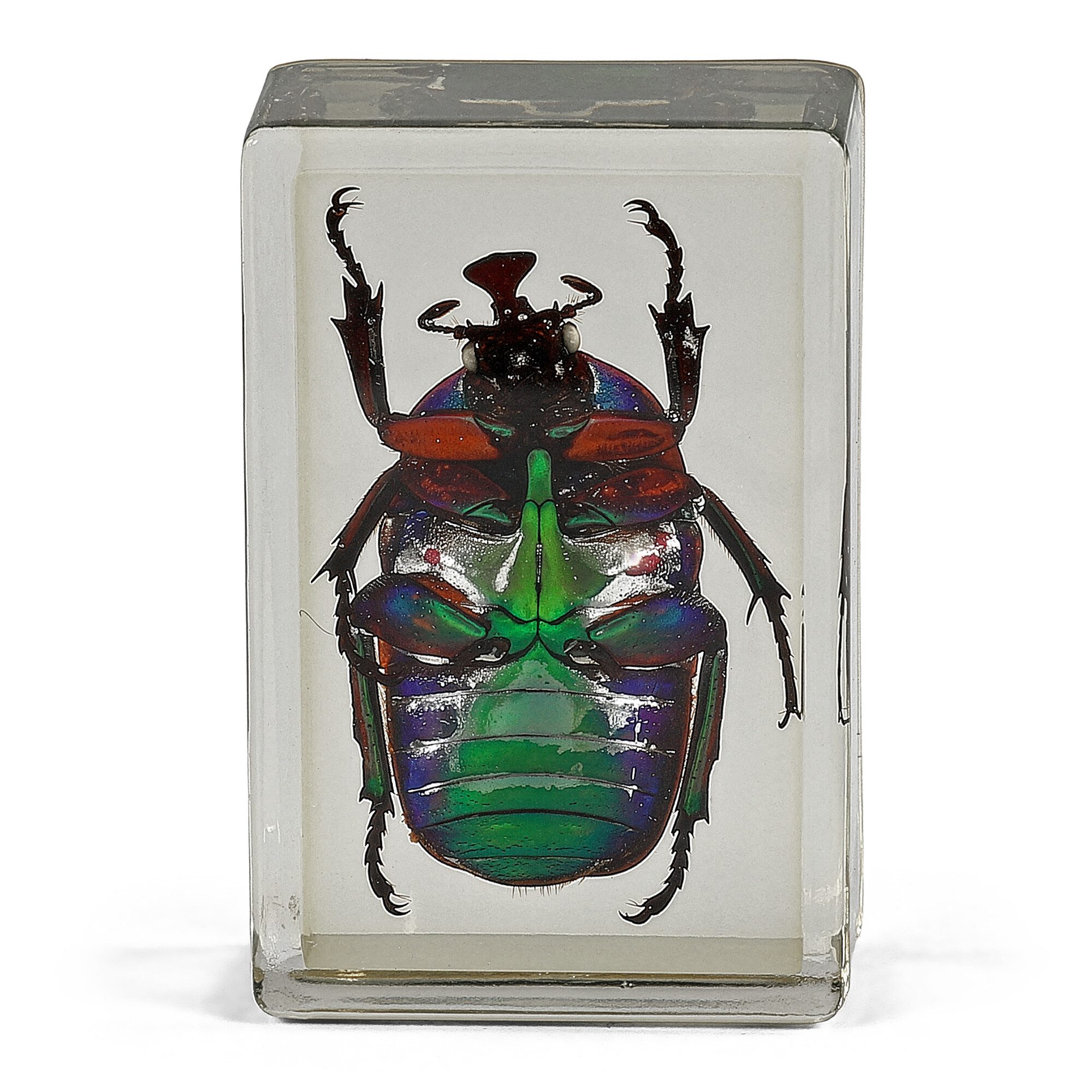 Omegon Dauerpräparat Grüner Rosenkäfer Auf- und Durchlichtmikroskop