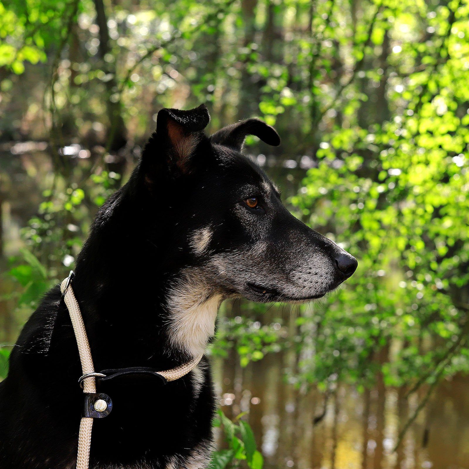lionto Hunde-Halsband mit Zugstopp, Retrieverhalsband, Nylon, verstellbar & leicht mit Stoppring
