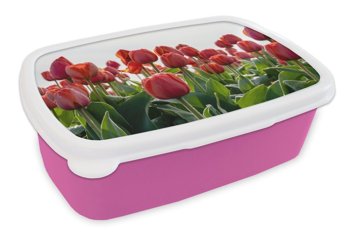 MuchoWow Lunchbox Ein Gebiet mit roten Tulpen in den Niederlanden, Kunststoff, (2-tlg), Brotbox für Erwachsene, Brotdose Kinder, Snackbox, Mädchen, Kunststoff rosa