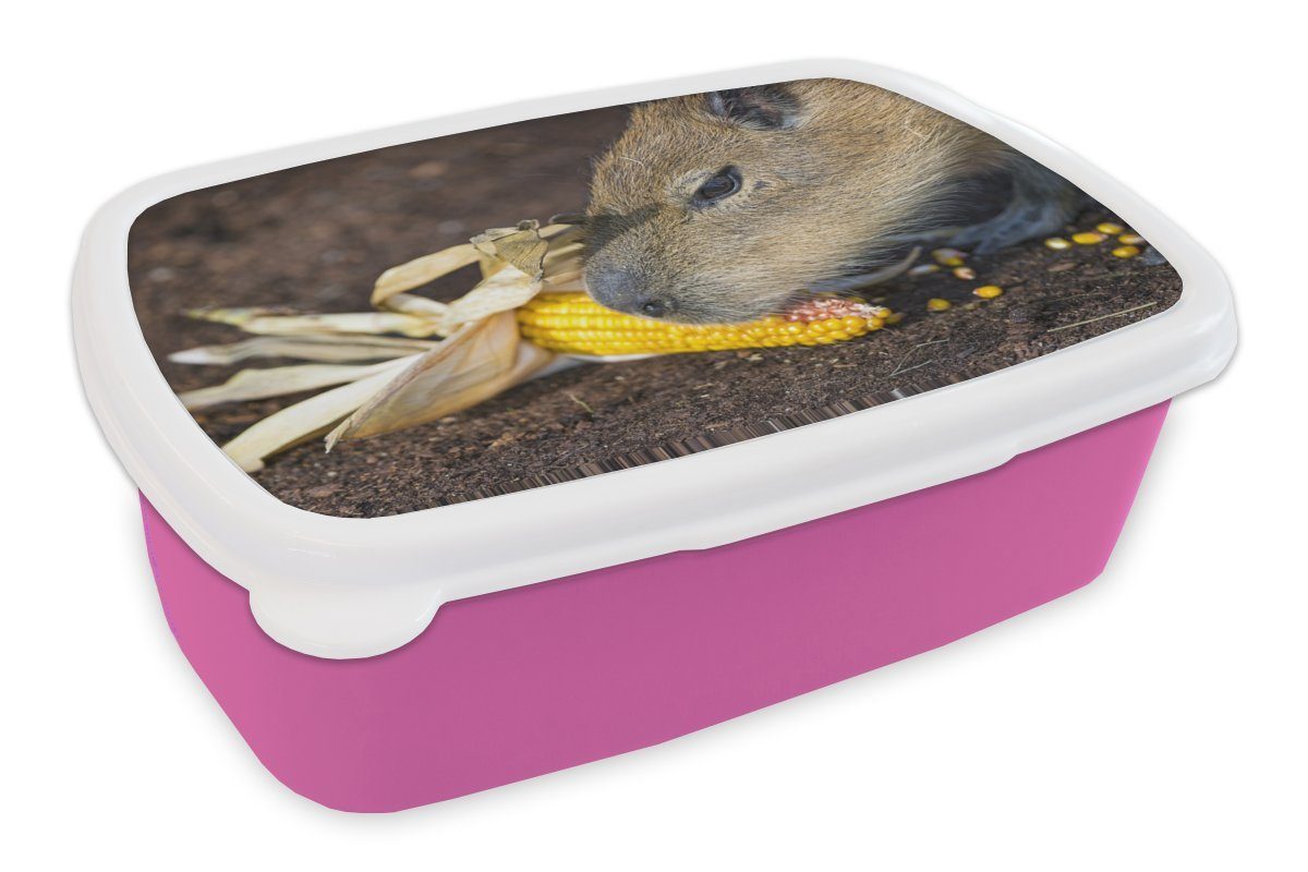 beim Brotbox Nahaufnahme Lunchbox Brotdose (2-tlg), Wasserschweins eines Kunststoff Mädchen, Kunststoff, Erwachsene, Snackbox, Kinder, MuchoWow Eine Fressen, für rosa