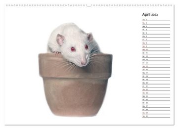 CALVENDO Wandkalender Ratten. Kleine Nager, großes Herz. (Premium, hochwertiger DIN A2 Wandkalender 2023, Kunstdruck in Hochglanz)