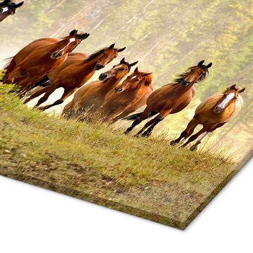 Posterlounge Acrylglasbild Adam Jones, Pferde auf einer Waldlichtung, Fotografie