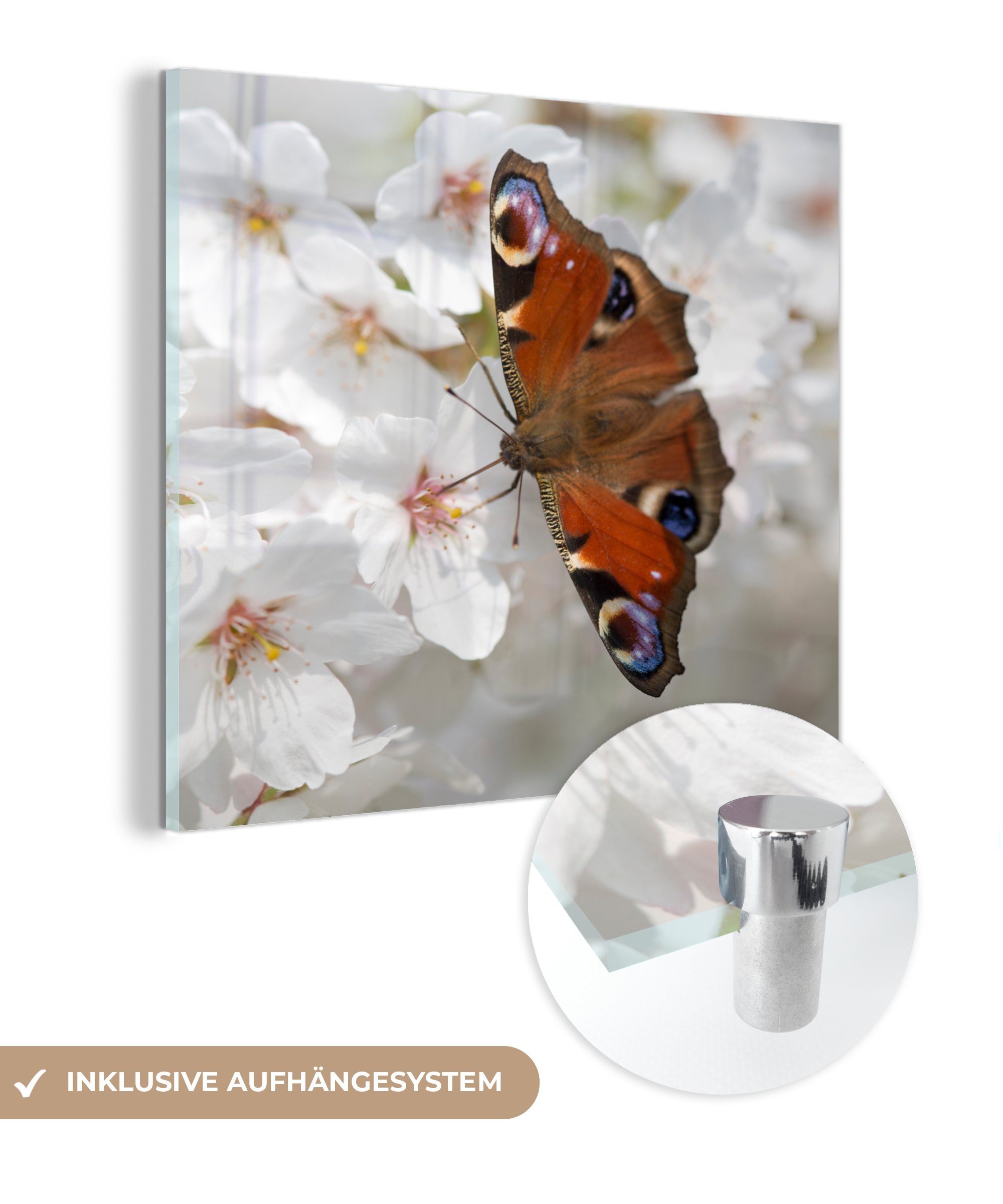 MuchoWow Acrylglasbild Tagpfauenauge Schmetterling auf Kirschblüte, (1 St), Glasbilder - Bilder auf Glas Wandbild - Foto auf Glas - Wanddekoration