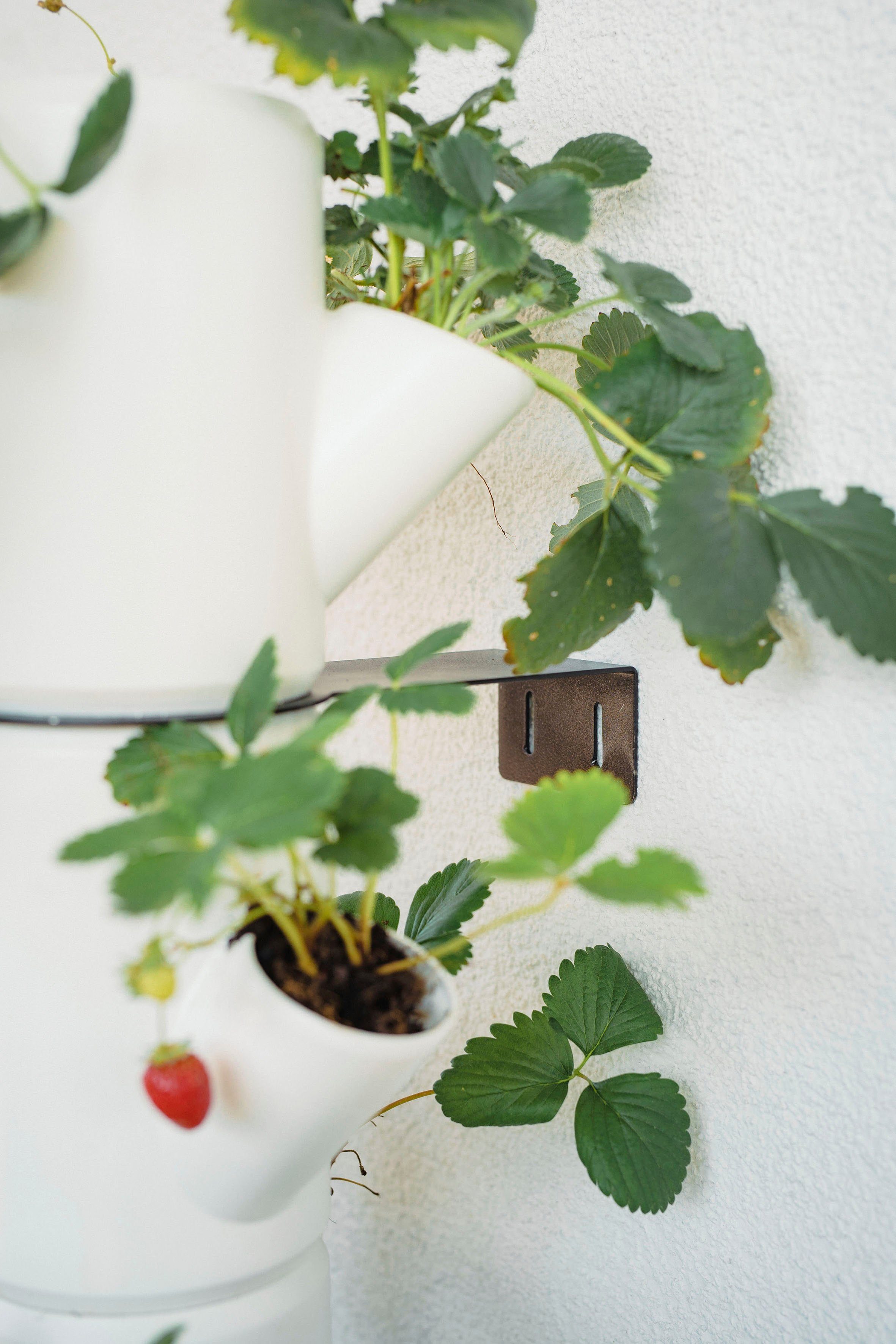 STRAWBERRY inkl. gemacht Etagen Erdbeerbaum, SISSI Pflanzkübel leicht Erdbeeren Untersetzer, 10 weiß Garden Gusta anbauen