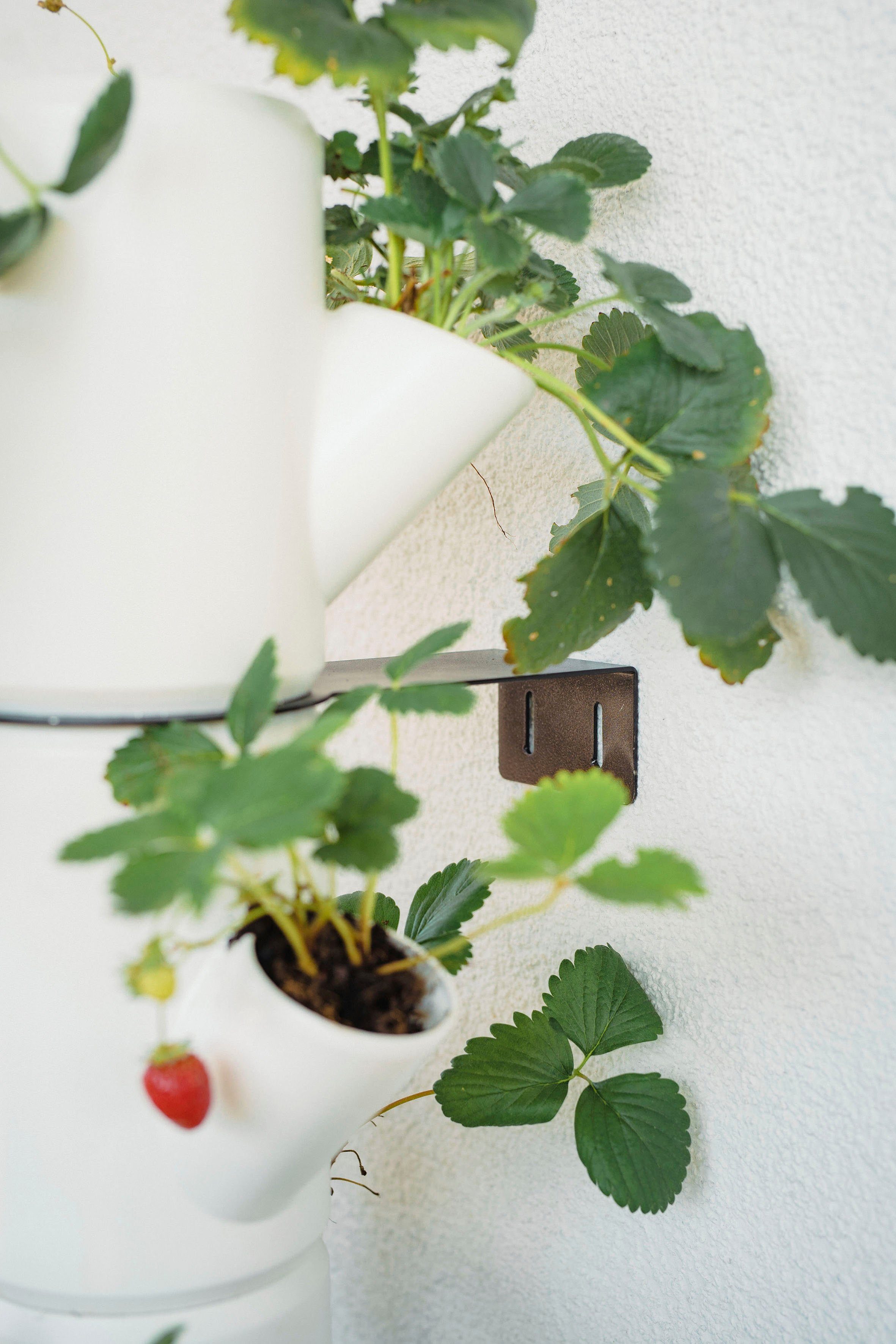 Pflanzkübel 10 Erdbeeren Untersetzer, leicht inkl. anbauen Erdbeerbaum, weiß gemacht SISSI Gusta Etagen Garden STRAWBERRY