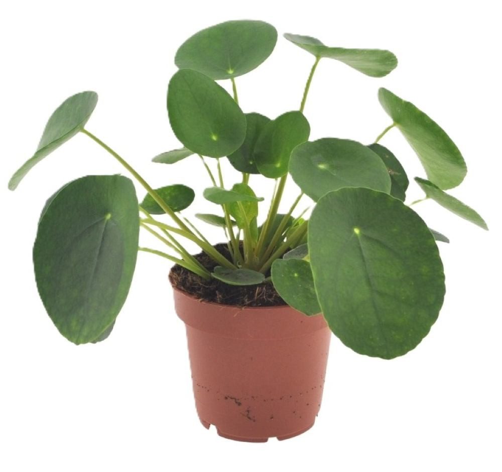 meinvipshop Zimmerpflanze Pilea peperomioides Zimmerpflanze 20cm