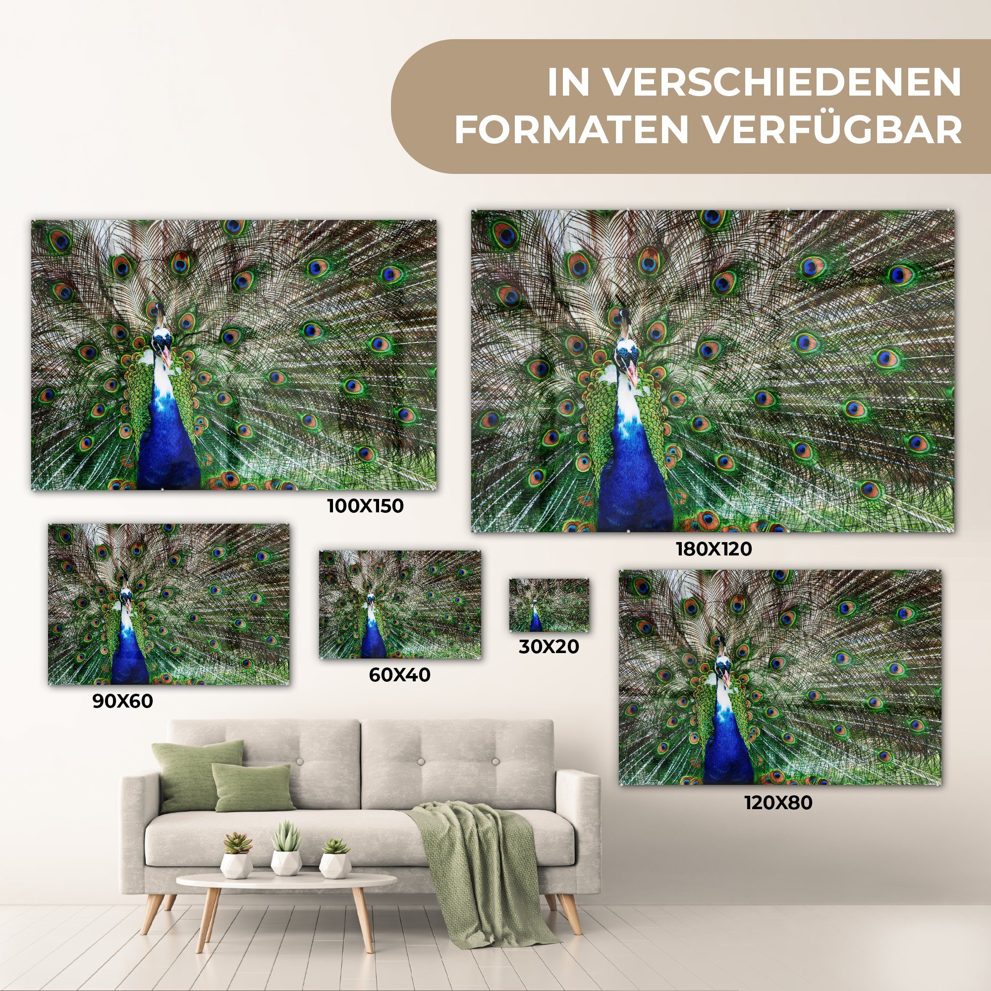 MuchoWow Acrylglasbild Pfau - Federn Blau, - Weiß Wohnzimmer (1 St), Acrylglasbilder Schlafzimmer - &