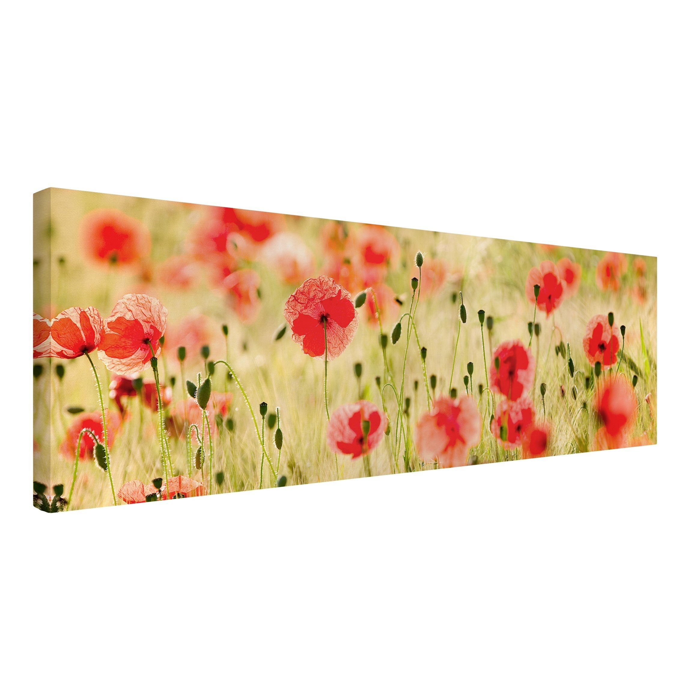 Leinwandbild Blume Natur Modern Mohnblume grün Bild auf Leinwand Groß XXL