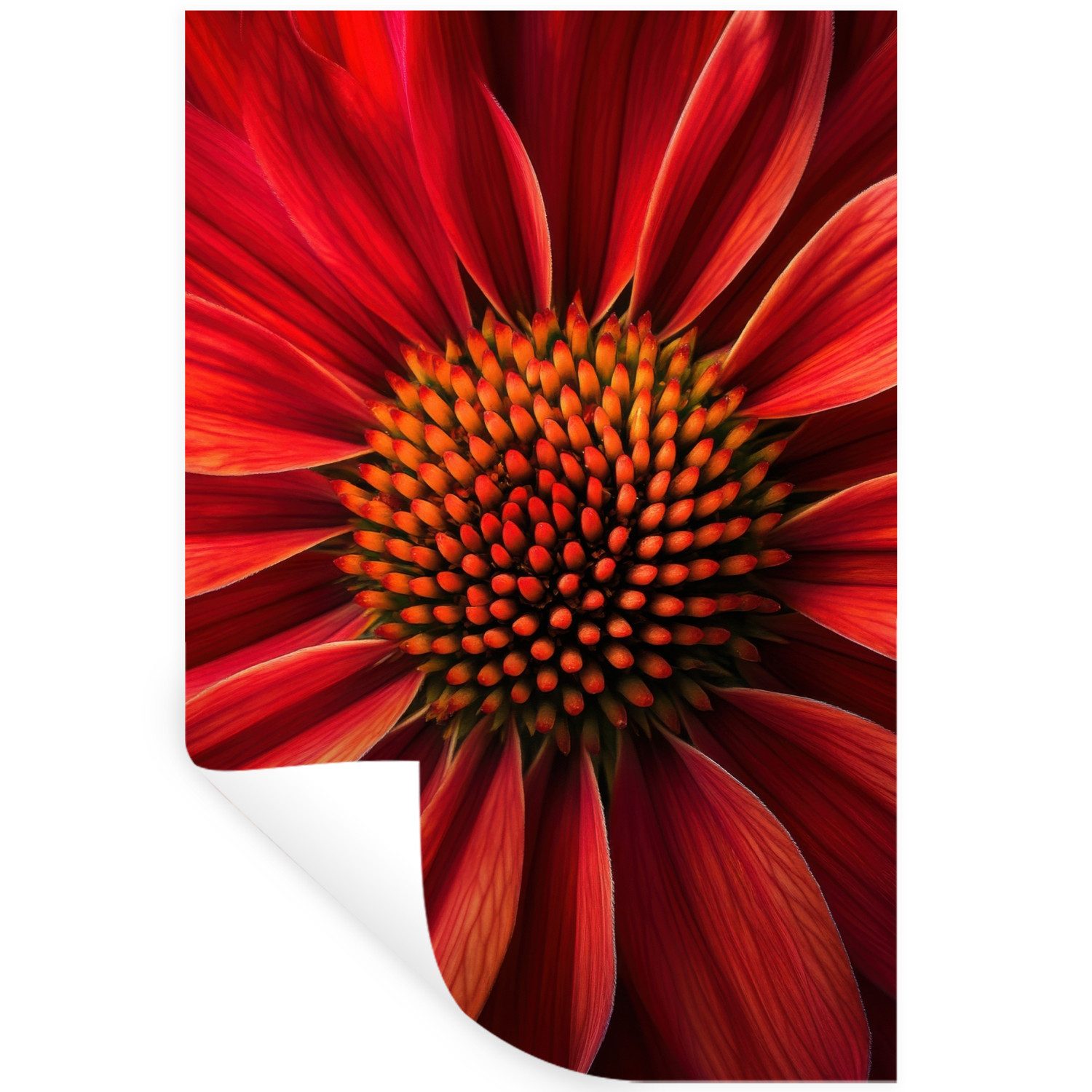 MuchoWow Wandsticker Nahaufnahme - Blume - Rot (1 St), Wandaufkleber, Selbstklebend, Wohnzimmer, 20x30 cm