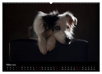 CALVENDO Wandkalender Charmante Australian Shepherds (Premium, hochwertiger DIN A2 Wandkalender 2023, Kunstdruck in Hochglanz)