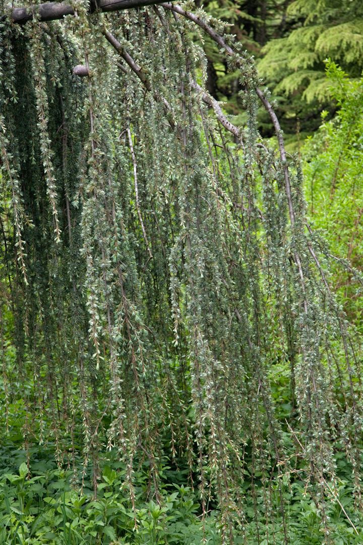 Pflanzen für Dich Konifere Cedrus libani Glauca Pendula, 1 St., Libanon-Zeder, Blaue Hängezeder, blaugrau, hängende Äste