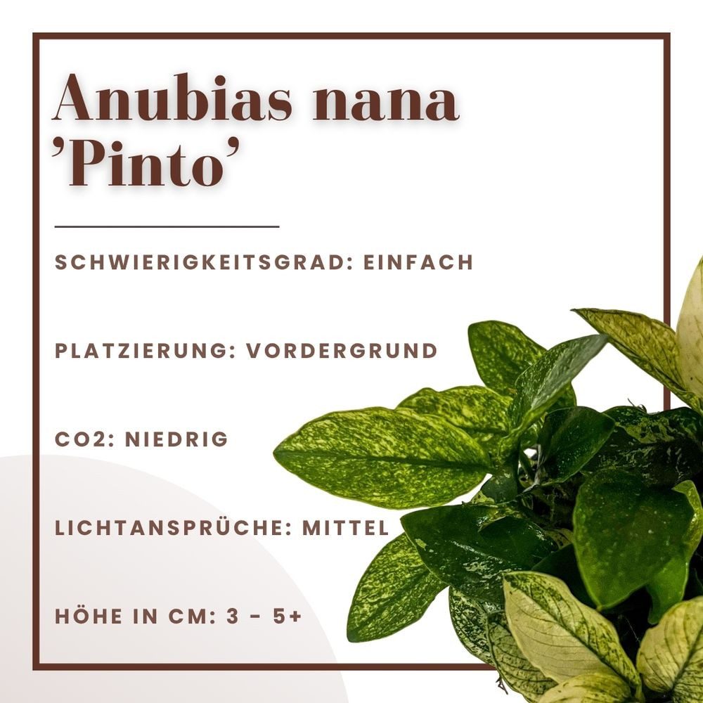 Aquaone Wasserpflanze Aquariumpflanze Anubias nana 'Pinto' Nr.301E günstig online kaufen