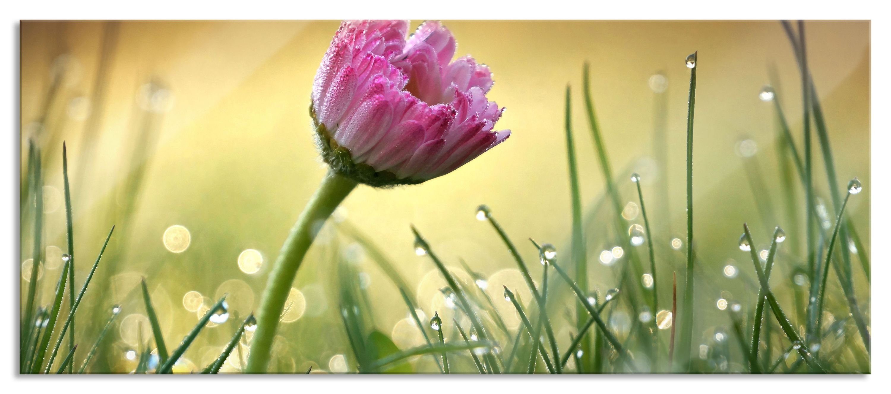 rosa rosa und Gras im St), Abstandshalter Pixxprint Aufhängungen Gänseblümchen Glasbild aus Glasbild im Echtglas, Gänseblümchen (1 Gras, inkl.