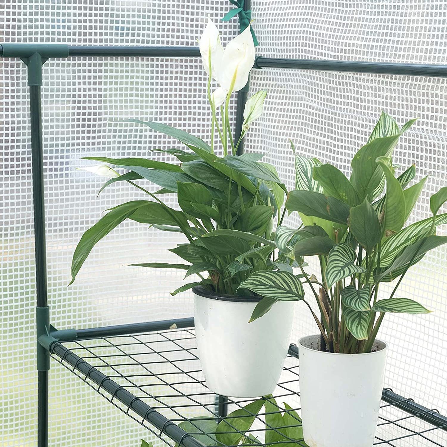 Woltu Foliengewächshaus, Tomatengewäch...