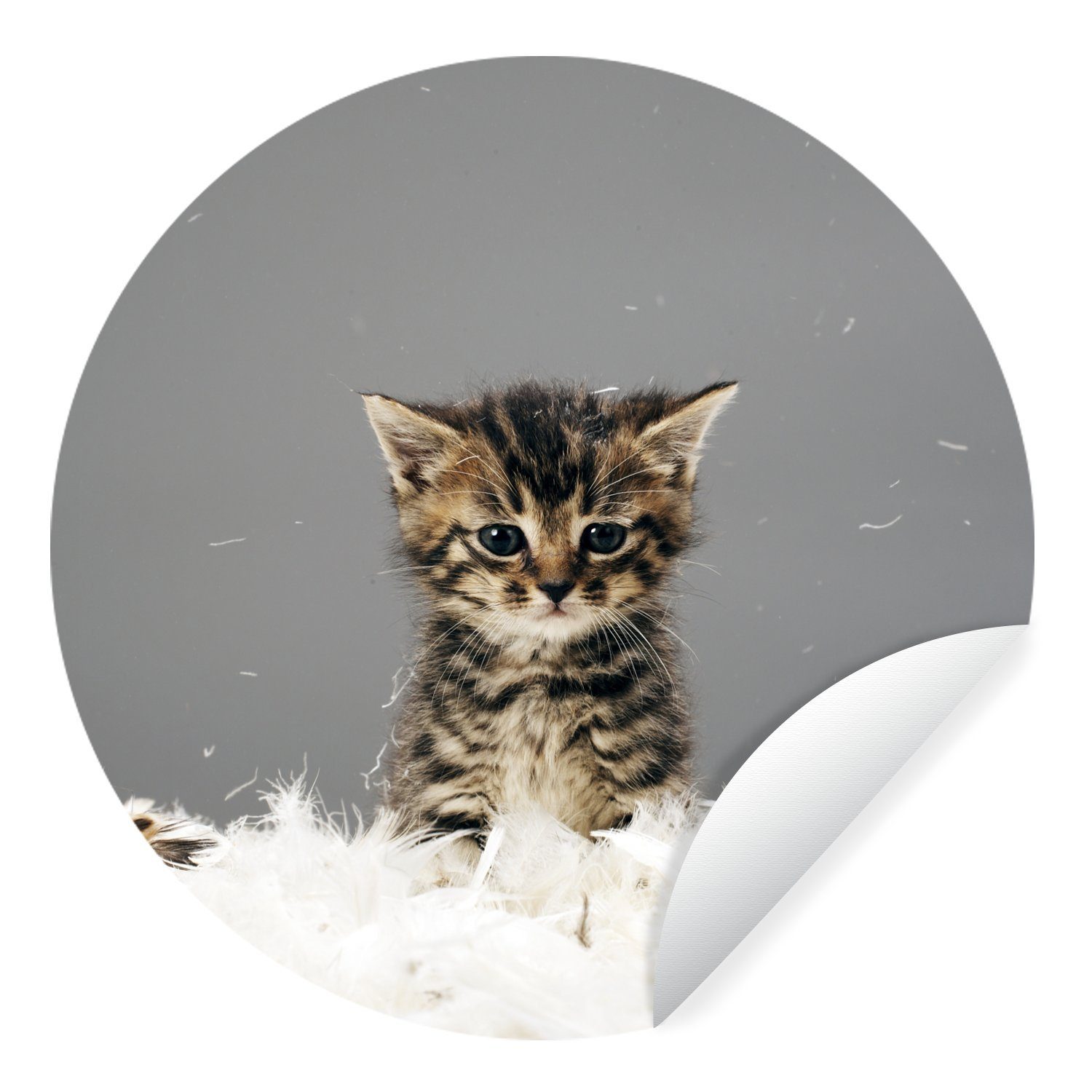 MuchoWow Wandsticker Katze - Kätzchen - Federn (1 St), Tapetenkreis für  Kinderzimmer, Tapetenaufkleber, Rund, Wohnzimmer