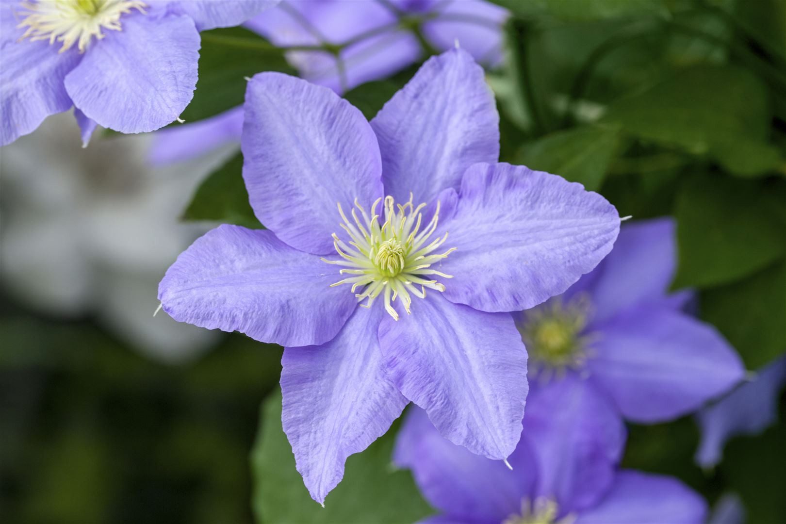 Pflanzen für Dich Kletterpflanze Clematis Hybride Elsa Späth, 1 St., Waldrebe, Clematis, violettblau, langblühend