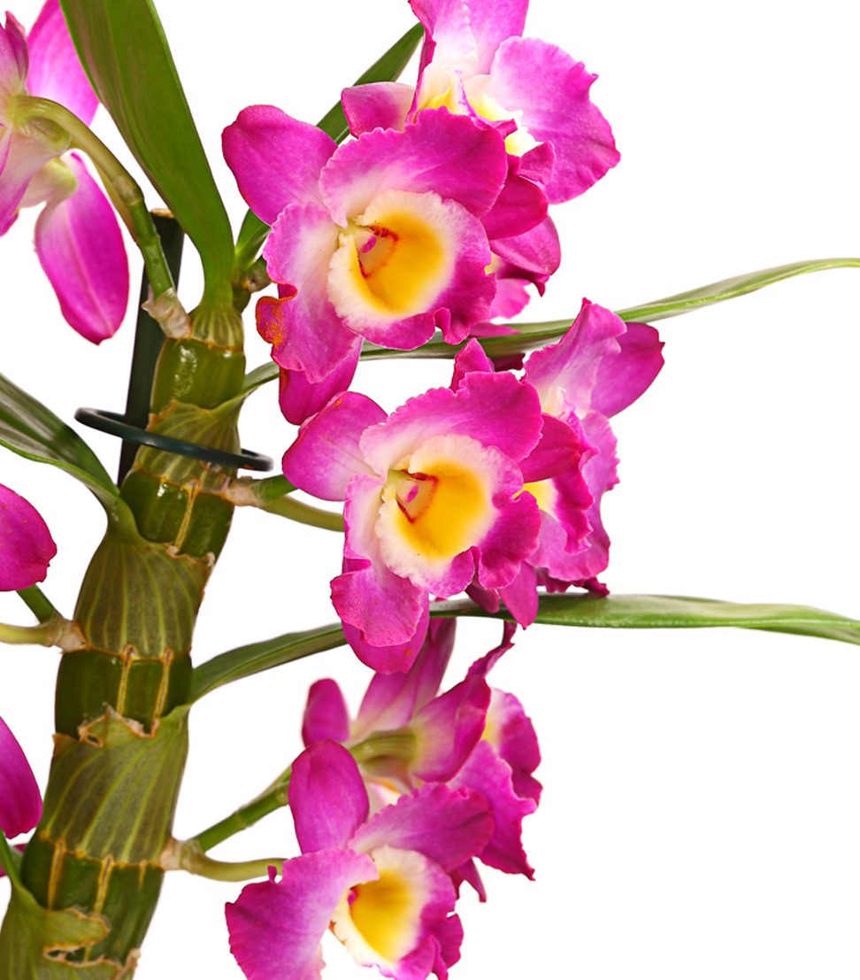 Dehner Zimmerpflanze Traubenorchidee, Dendrobium nobile, ca. 40-50 cm, versch. Farben, viele Blüten mit besonderem Aussehen