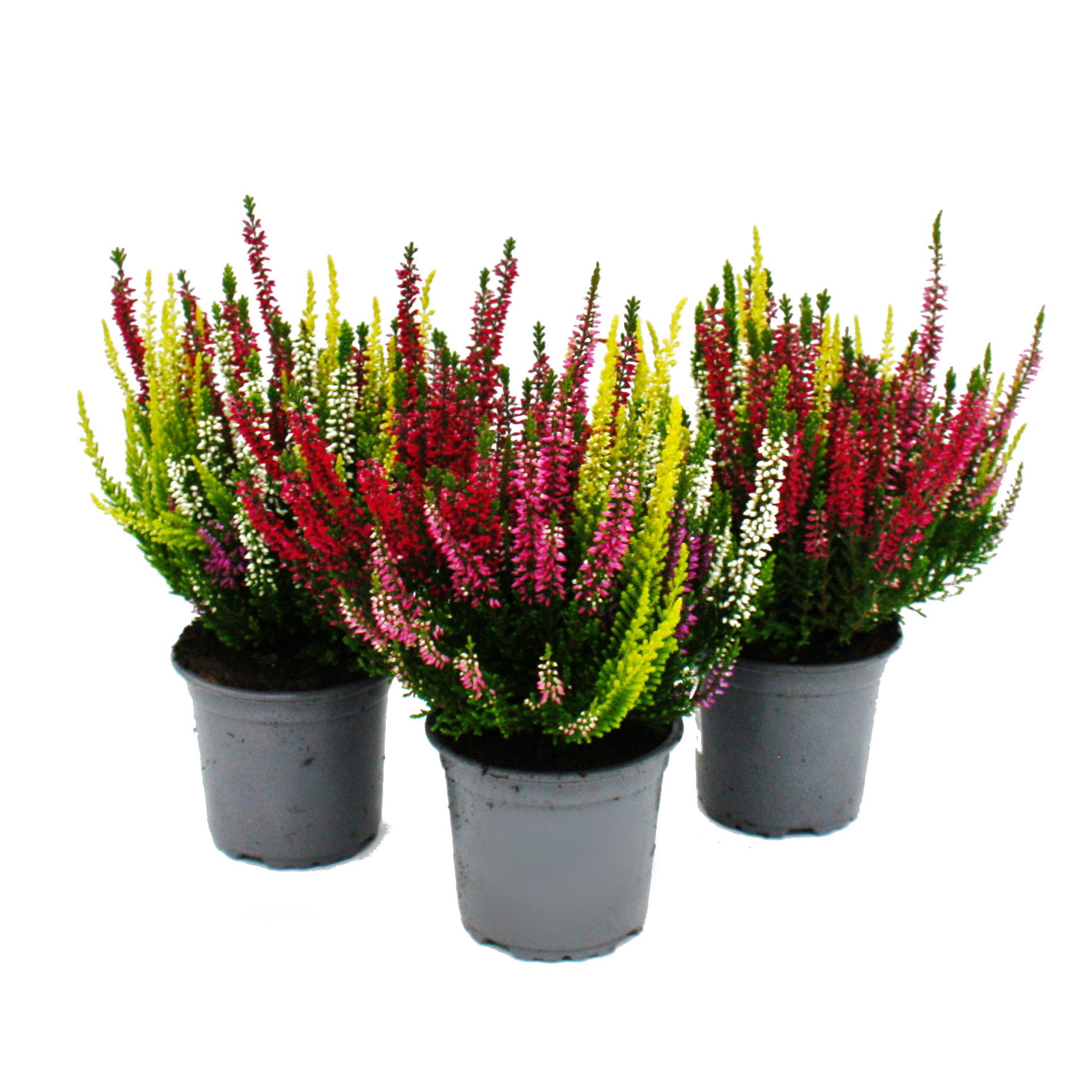 Exotenherz Beetpflanze Mehrfarbige Calluna vulgaris 3er Set Besenheide winterhart 11cm Topf
