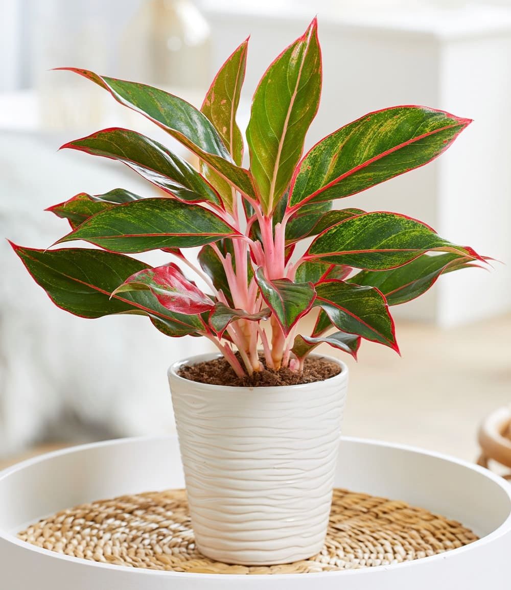 BALDUR Garten Zimmerpflanze Aglaonema 'Jungle Red®', 1 St., Grünpflanze, buntes Laub, schattenverträglich, pflegeleicht