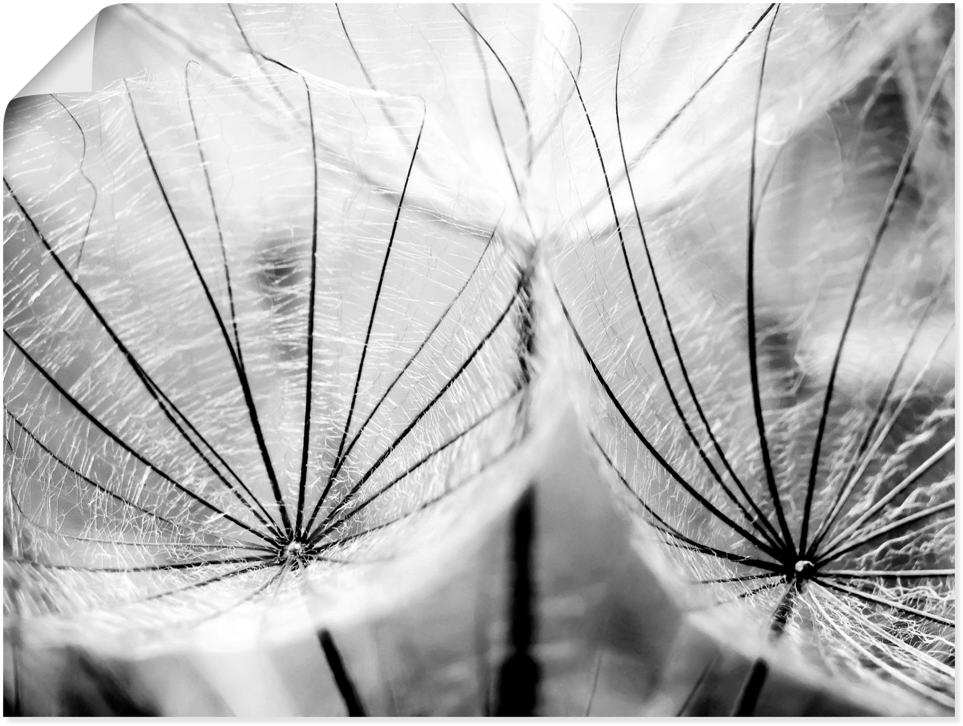 Artland Wandbild Pusteblume in schwarzweiß, Blumen (1 St), als Leinwandbild, Poster in verschied. Größen
