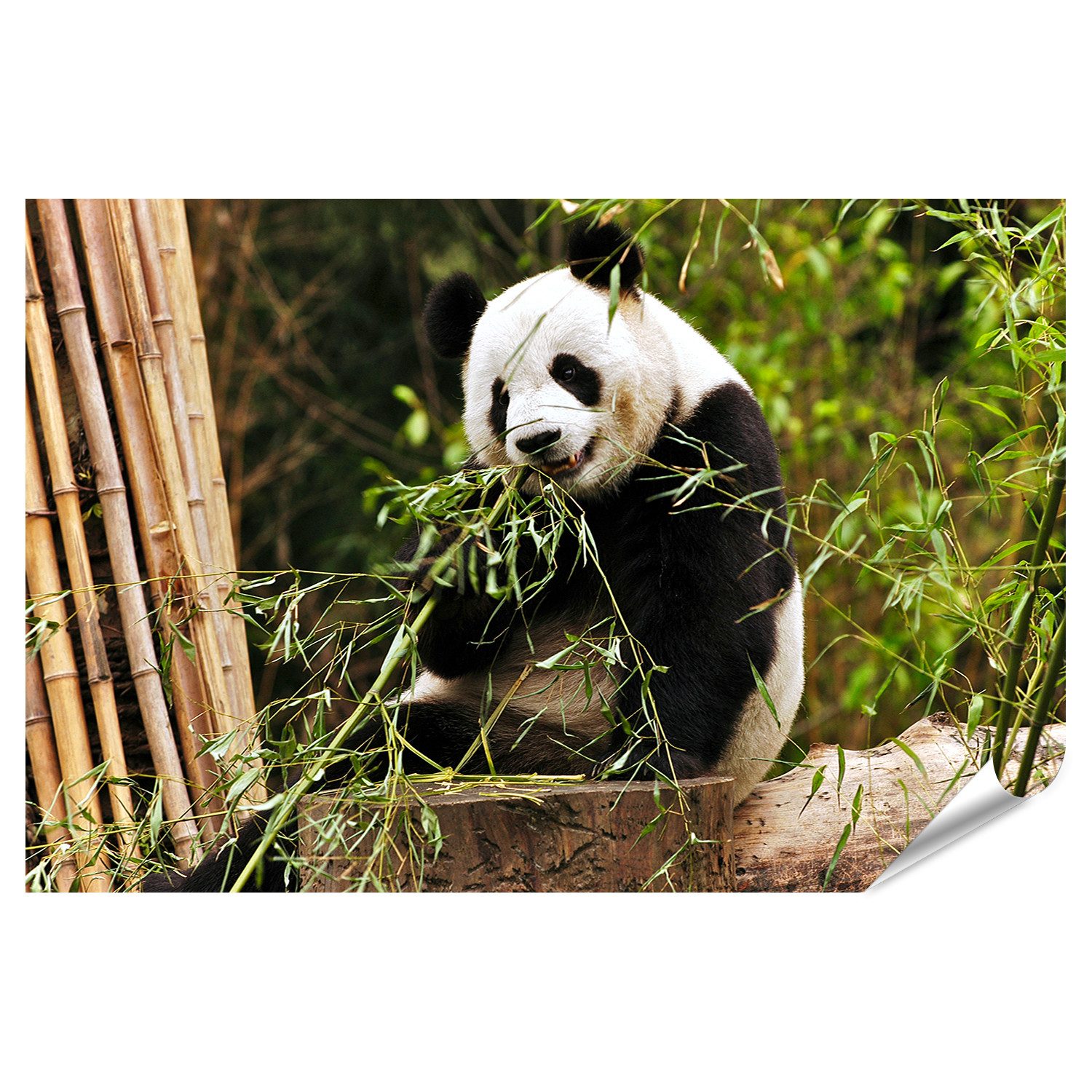 Poster Riesenpanda Bilder
