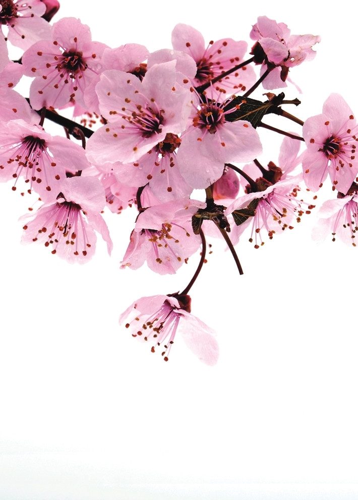 Rasch Fototapete Bäume, Blüten & Kirschblüten - Vliestapete Weiß Braun Rosa, floral, bedruckt, (1 Rolle, 1 St., Kollektion 'Magicwalls' - 2,65 m x 2,12 m), Lichtbeständige Farben - Feucht abwischbar - Restlost abziehbar