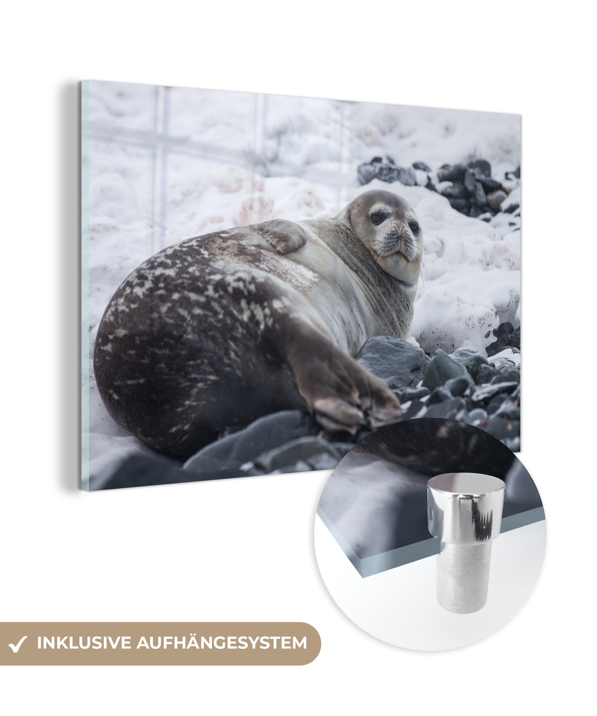 MuchoWow Acrylglasbild Robbe - Schnee - Strand, (1 St), Acrylglasbilder Wohnzimmer & Schlafzimmer | Bilder