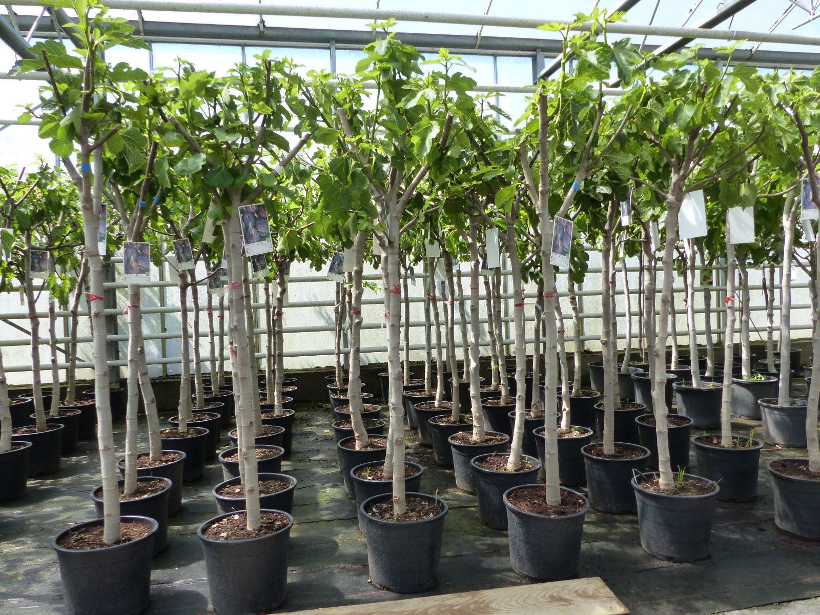 gruenwaren jakubik Feigenbaum Feigenbaum 160-180 cm Obstbaum winterhart Ficus Carica