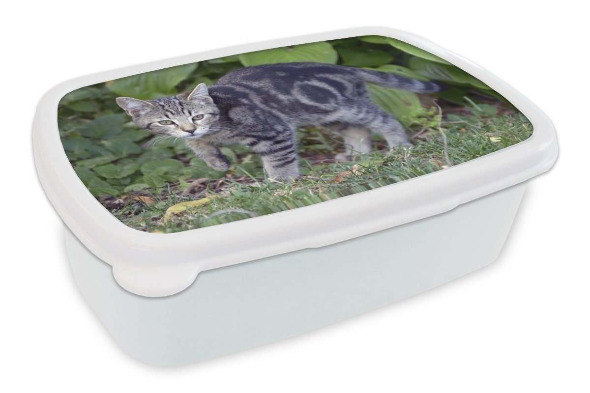 MuchoWow Lunchbox Katze - Haustier - Garten - Mädchen - Kinder - Kinder - Kind, Kunststoff, (2-tlg), Brotbox für Kinder und Erwachsene, Brotdose, für Jungs und Mädchen weiß
