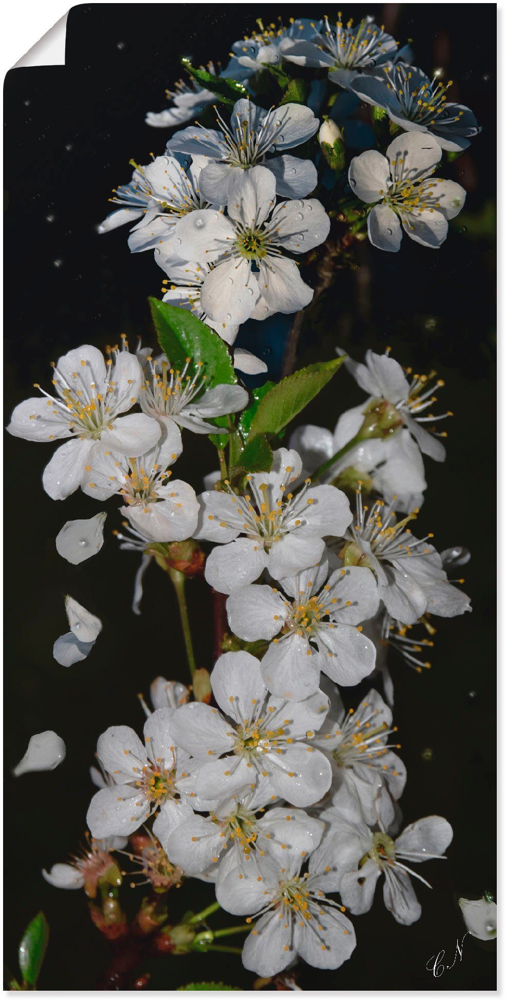 Artland Wandbild Baumblüte, Blumen (1 St), als Leinwandbild, Wandaufkleber oder Poster in versch. Größen