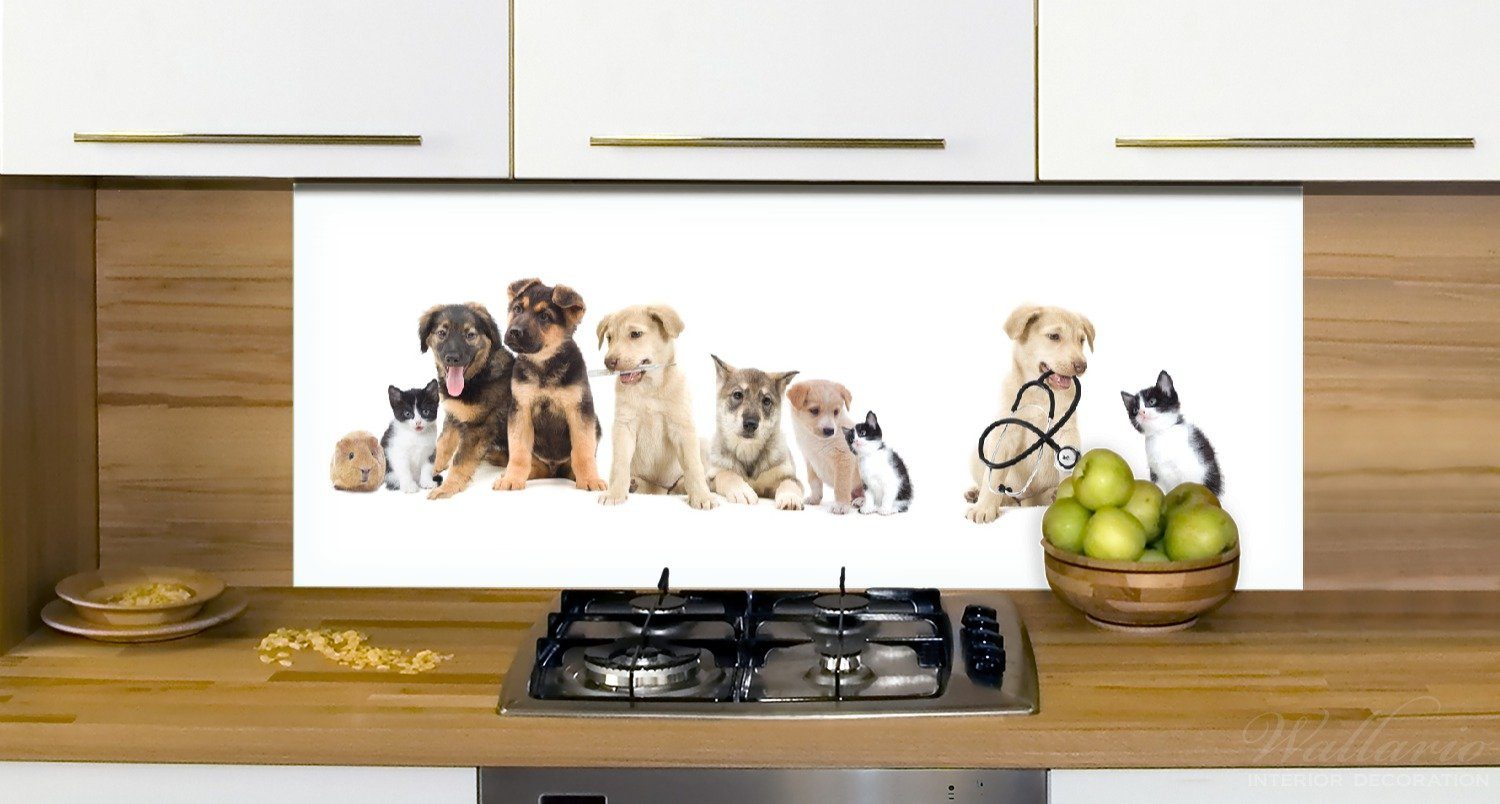 Haustiere Katzen (1-tlg) I, Süße - Hunde Küchenrückwand Hamster Küken Wallario