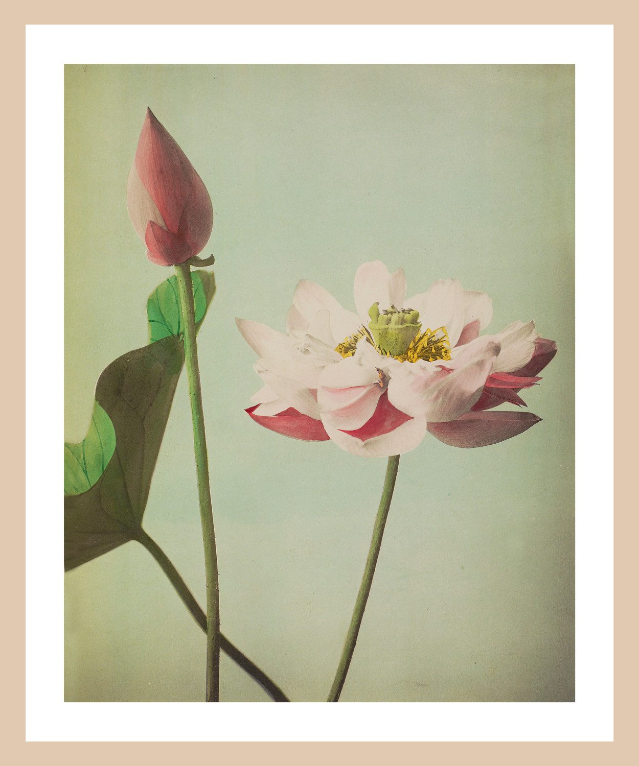 queence Bild mit Rahmen Gudrun, Blumenbilder, Kunst, Premium Rahmenbild