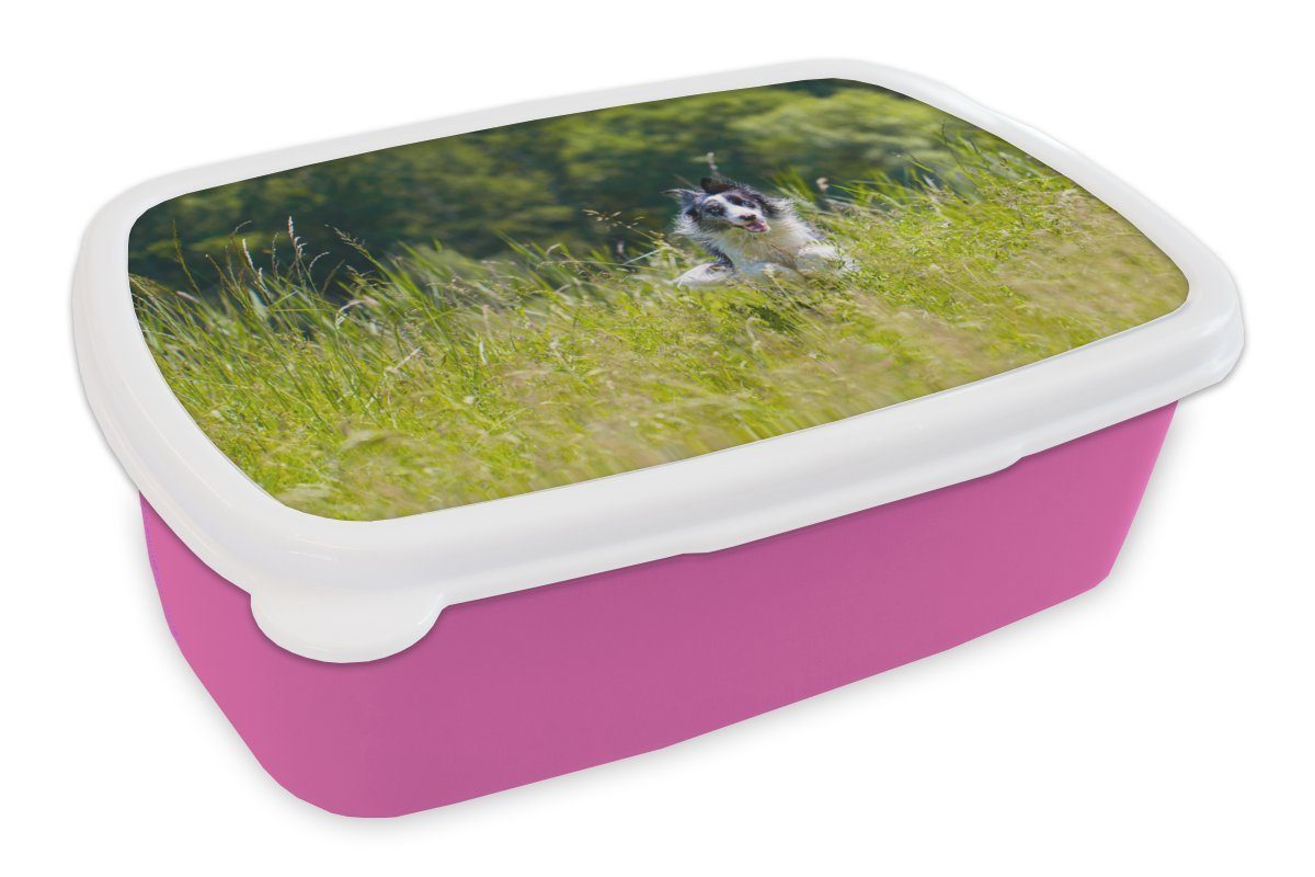 MuchoWow Lunchbox Ein sprintender Border Collie im hohen grünen Gras, Kunststoff, (2-tlg), Brotbox für Erwachsene, Brotdose Kinder, Snackbox, Mädchen, Kunststoff rosa
