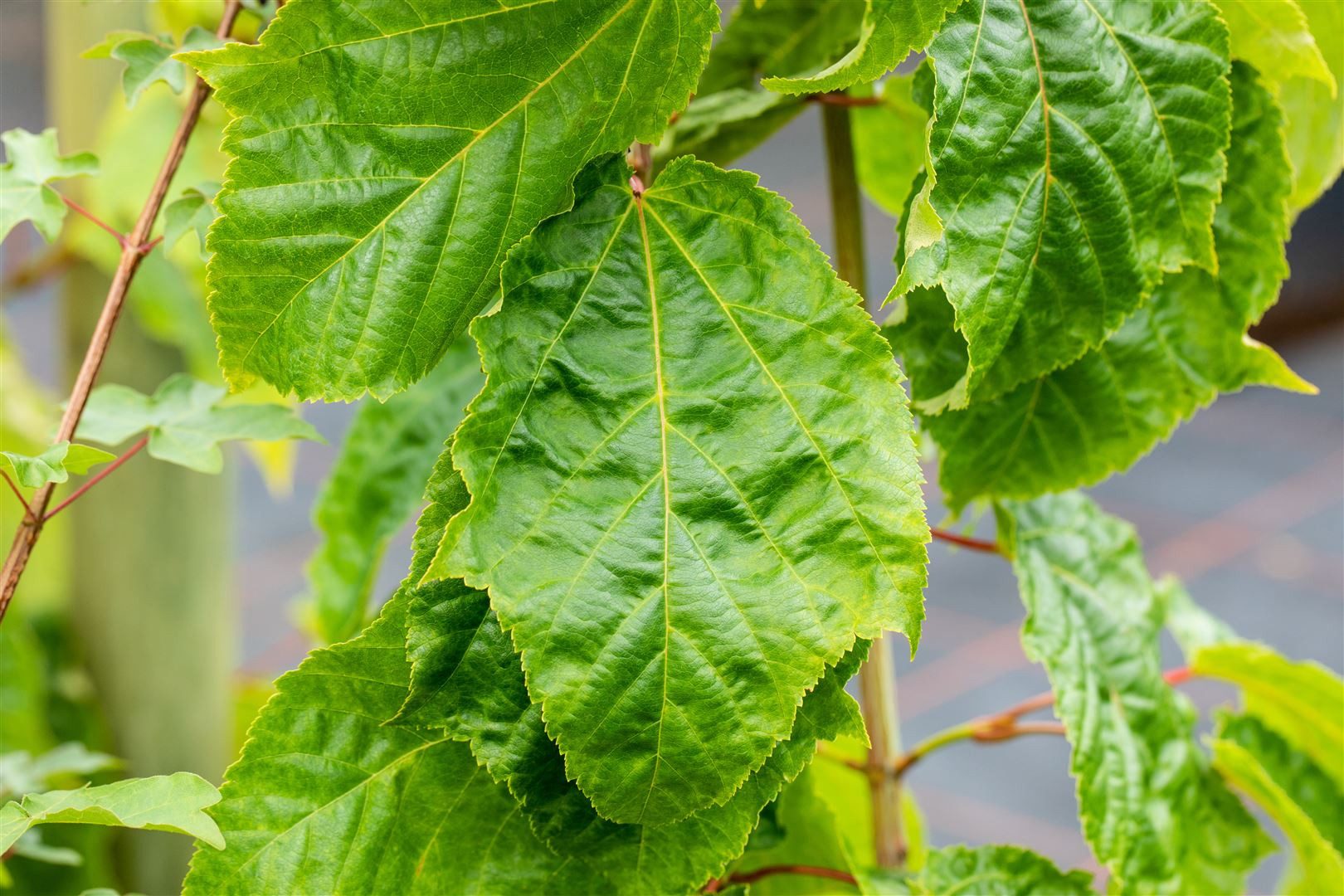 Pflanzen für Dich Gehölze Acer capillipes, 1 St., Rotstreifen-Ahorn, Schlangenhaut-Ahorn
