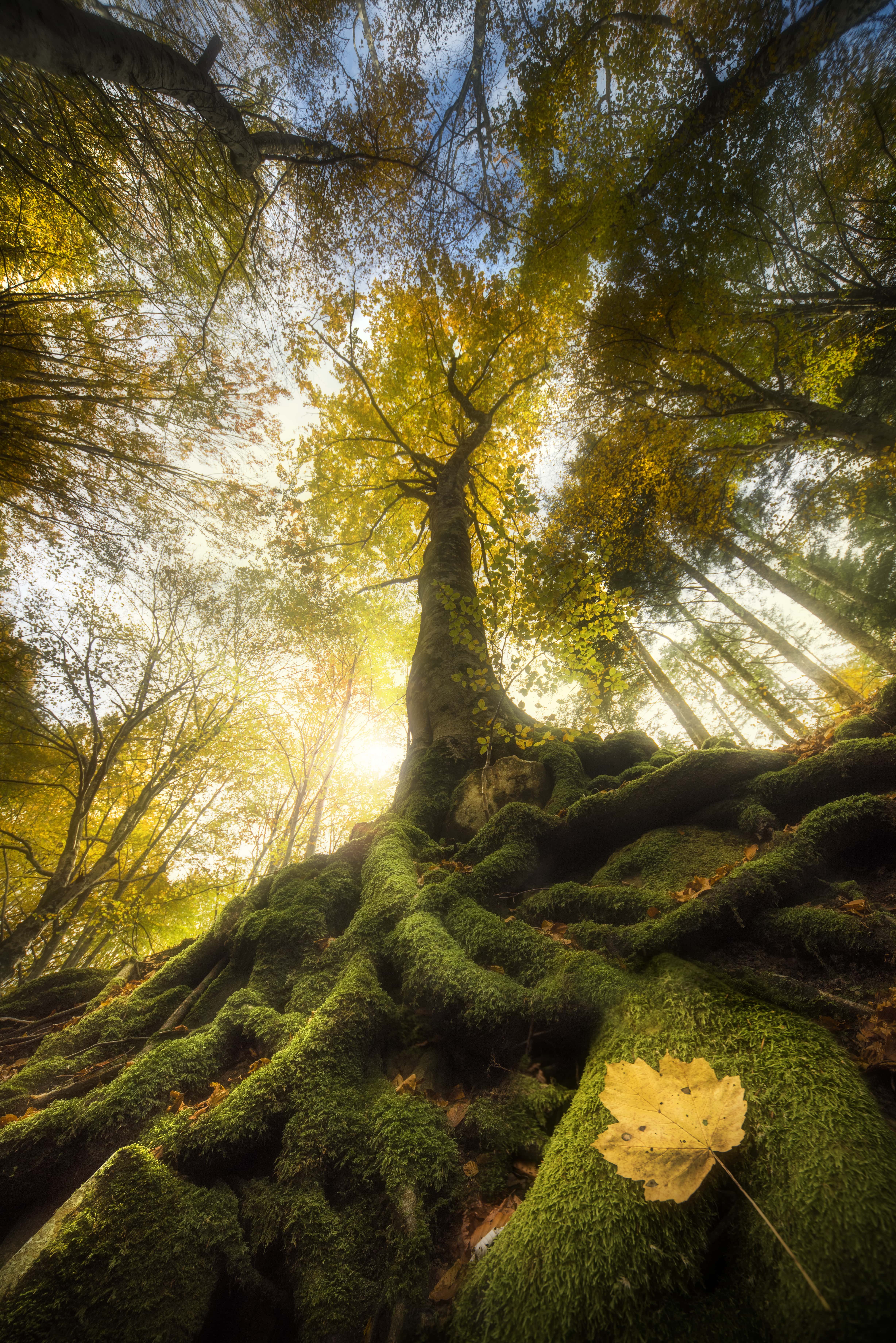Fototapete VLIES-Tapete Premium Baum Wald Natur Moos Grün Himmel